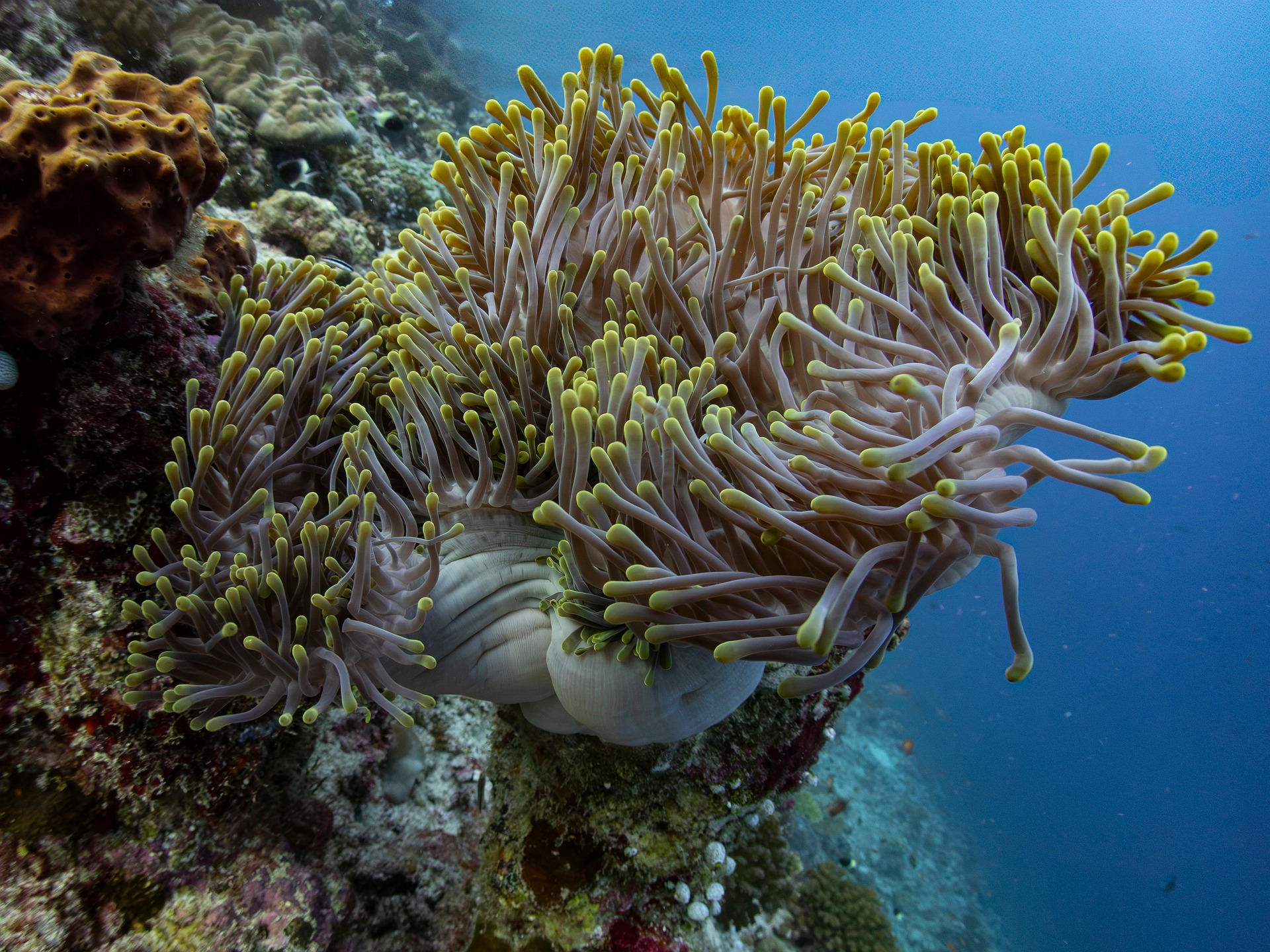 Sea anemone with tentacles moving in the current