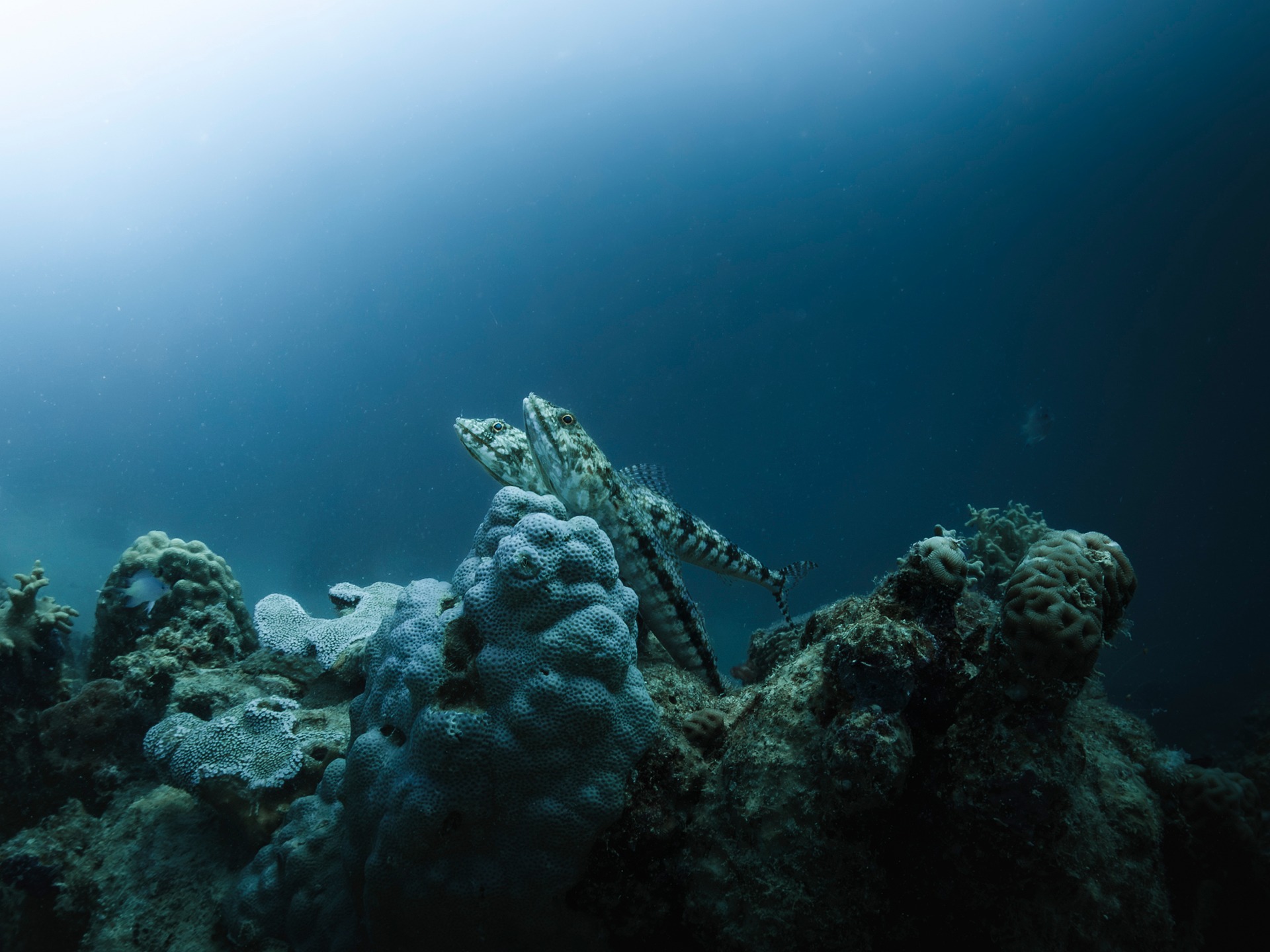 Two small reef fish sheltering among hard coral