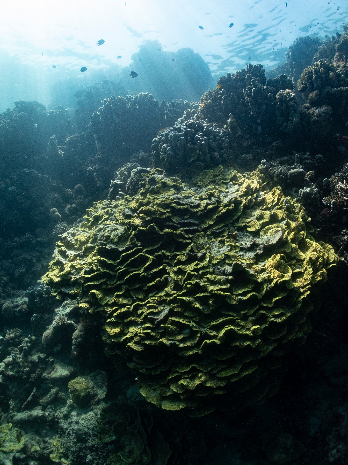 Hard coral formation on a Maldivian reef