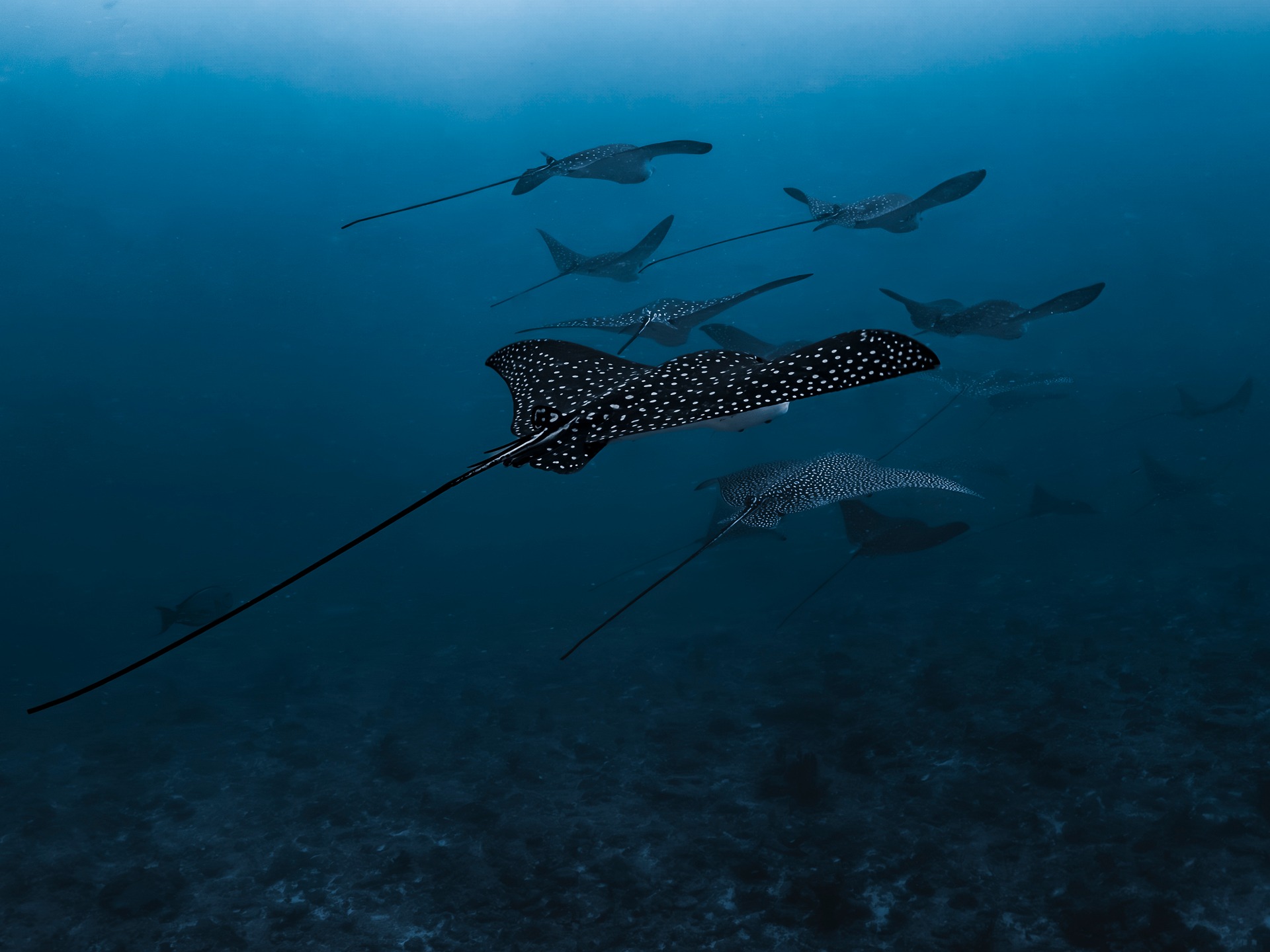Eagle rays swimming in open blue water in the Maldives