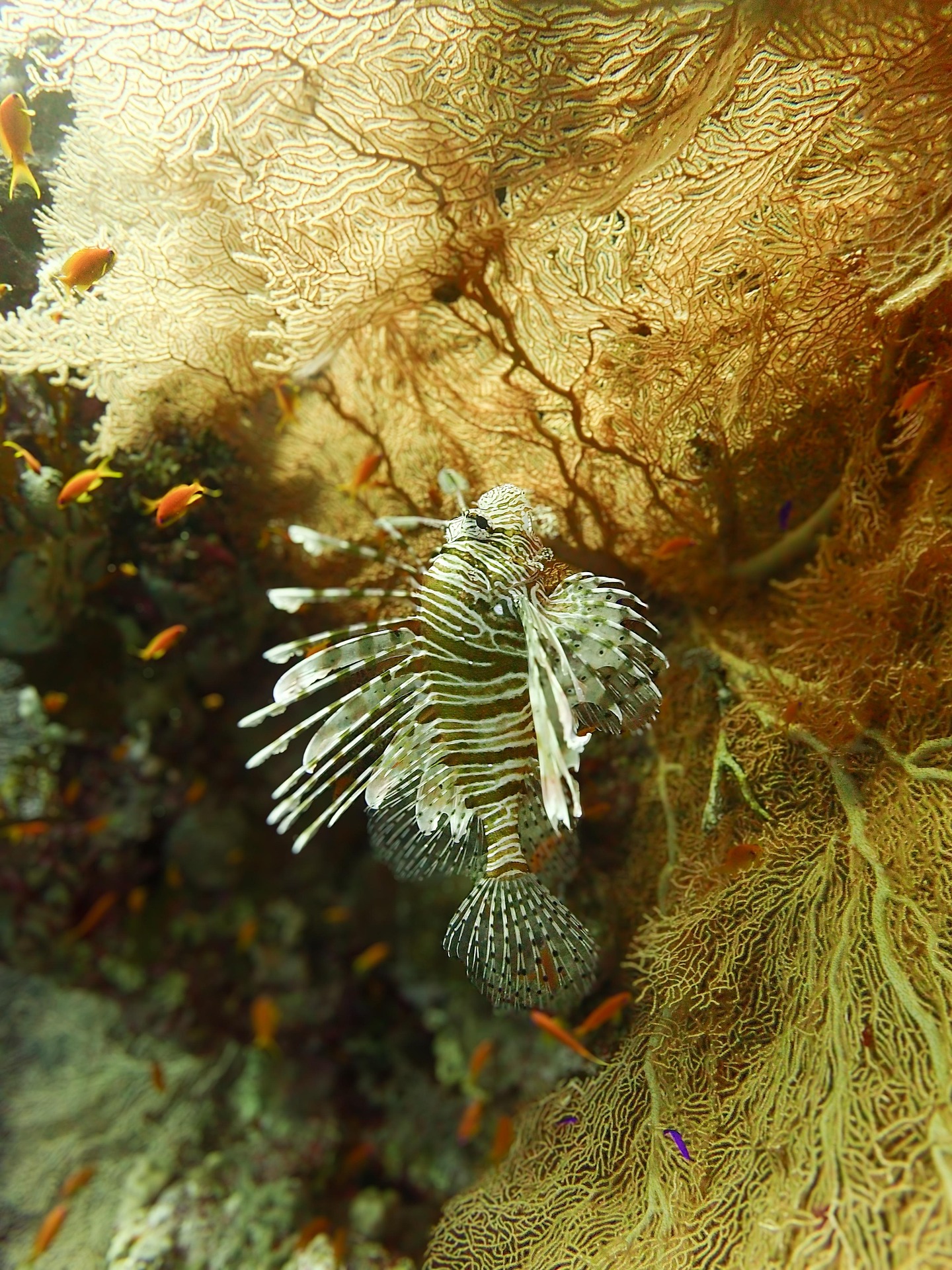 Giant gorgonian sea fan growing from a reef wall