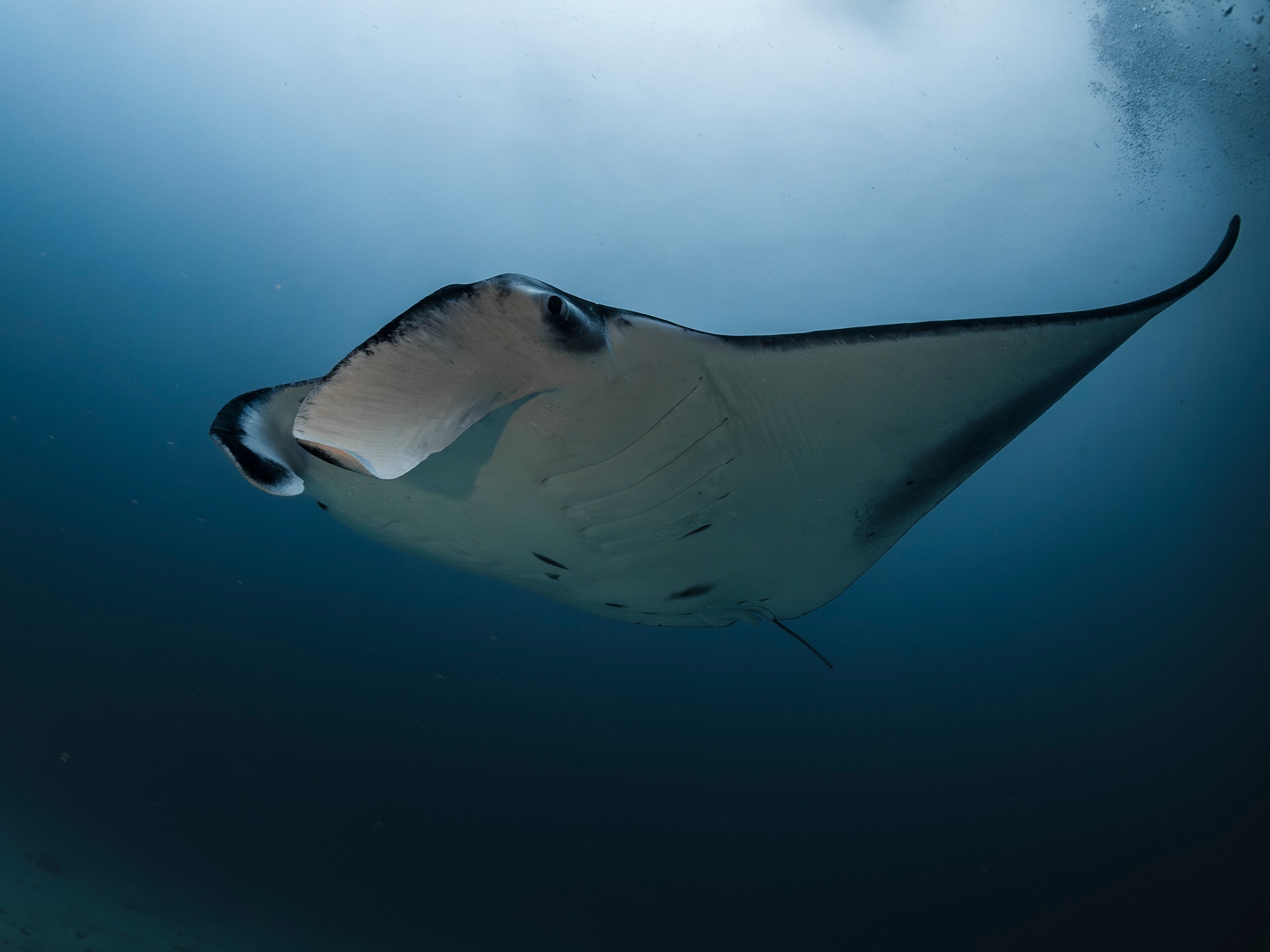 Reef manta ray gliding over a coral reef in the Maldives