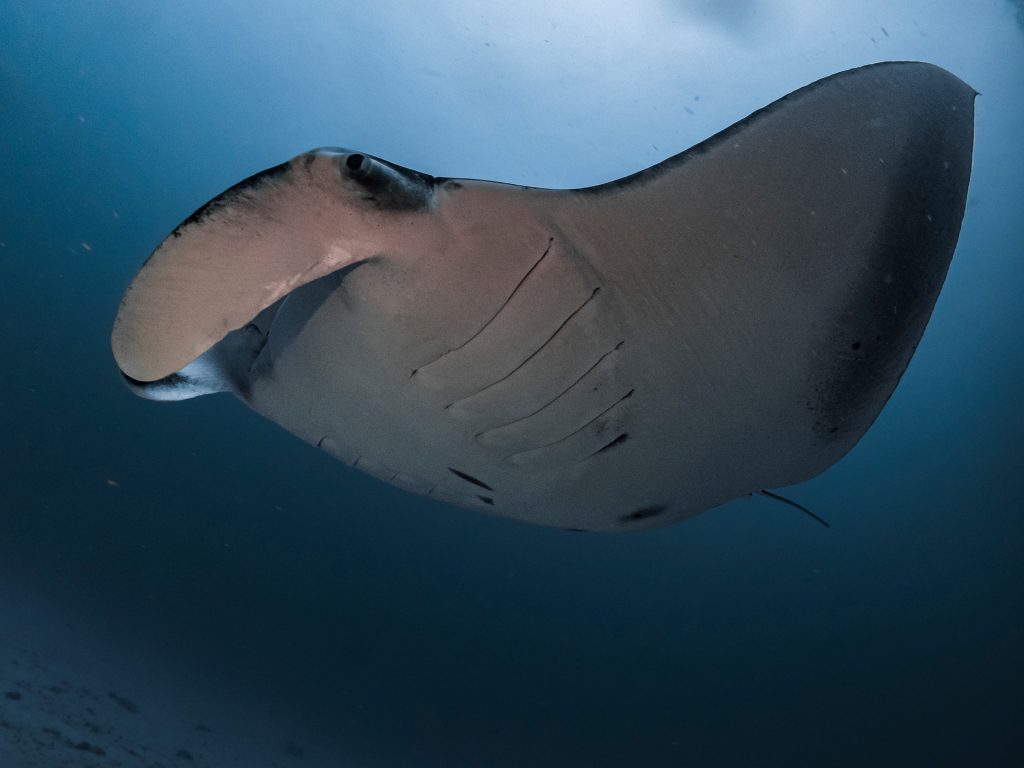 Reef manta ray passing over a cleaning station in the Maldives