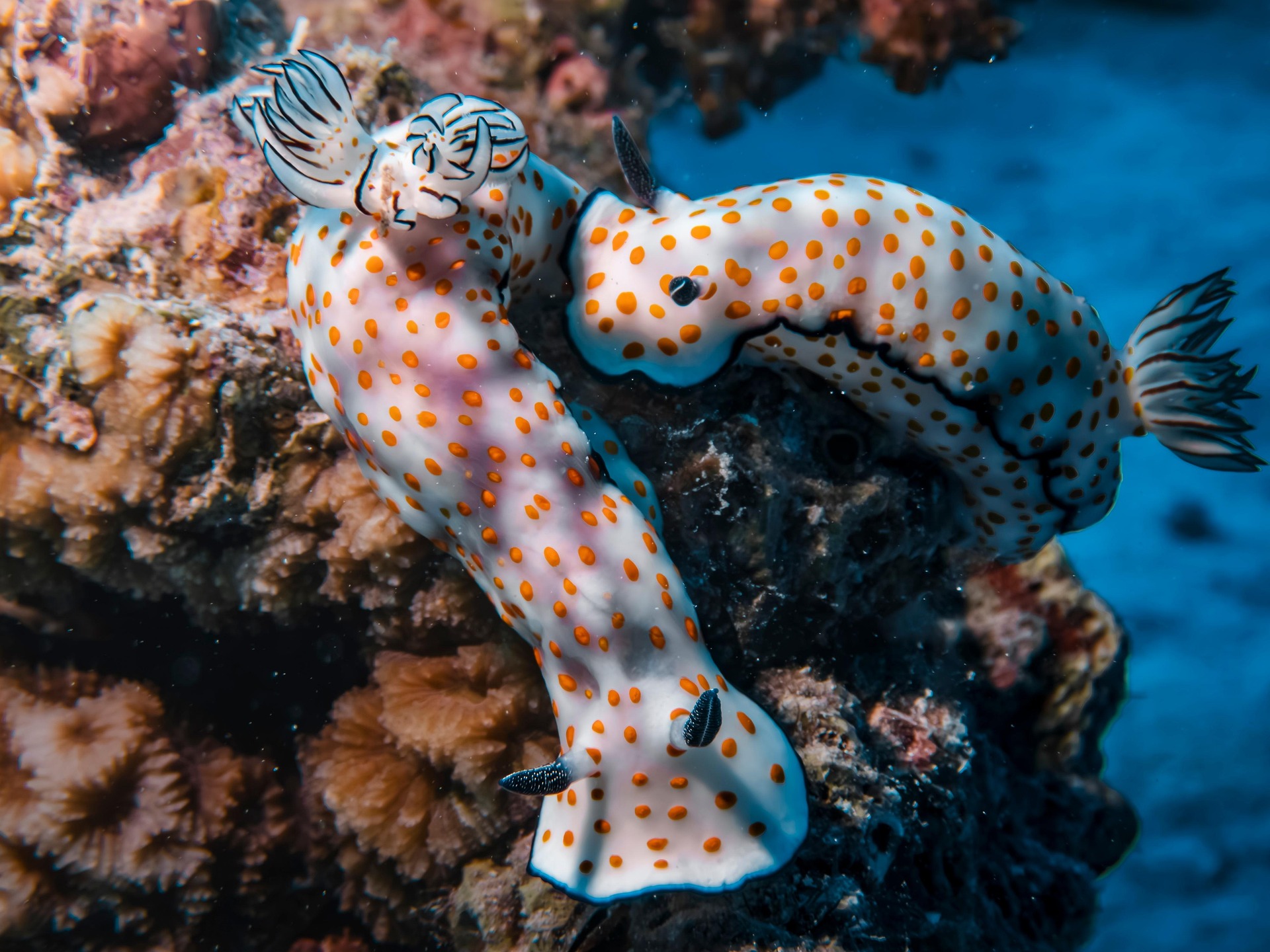 Nudibranch photographed close up on a reef surface