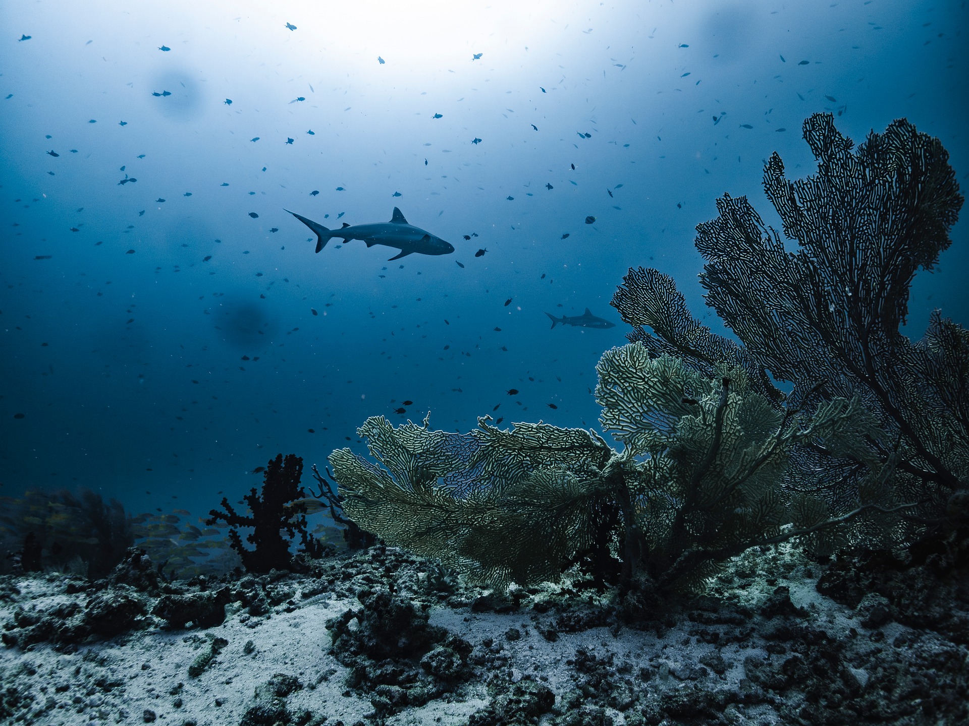 Reef shark in clear Red Sea water