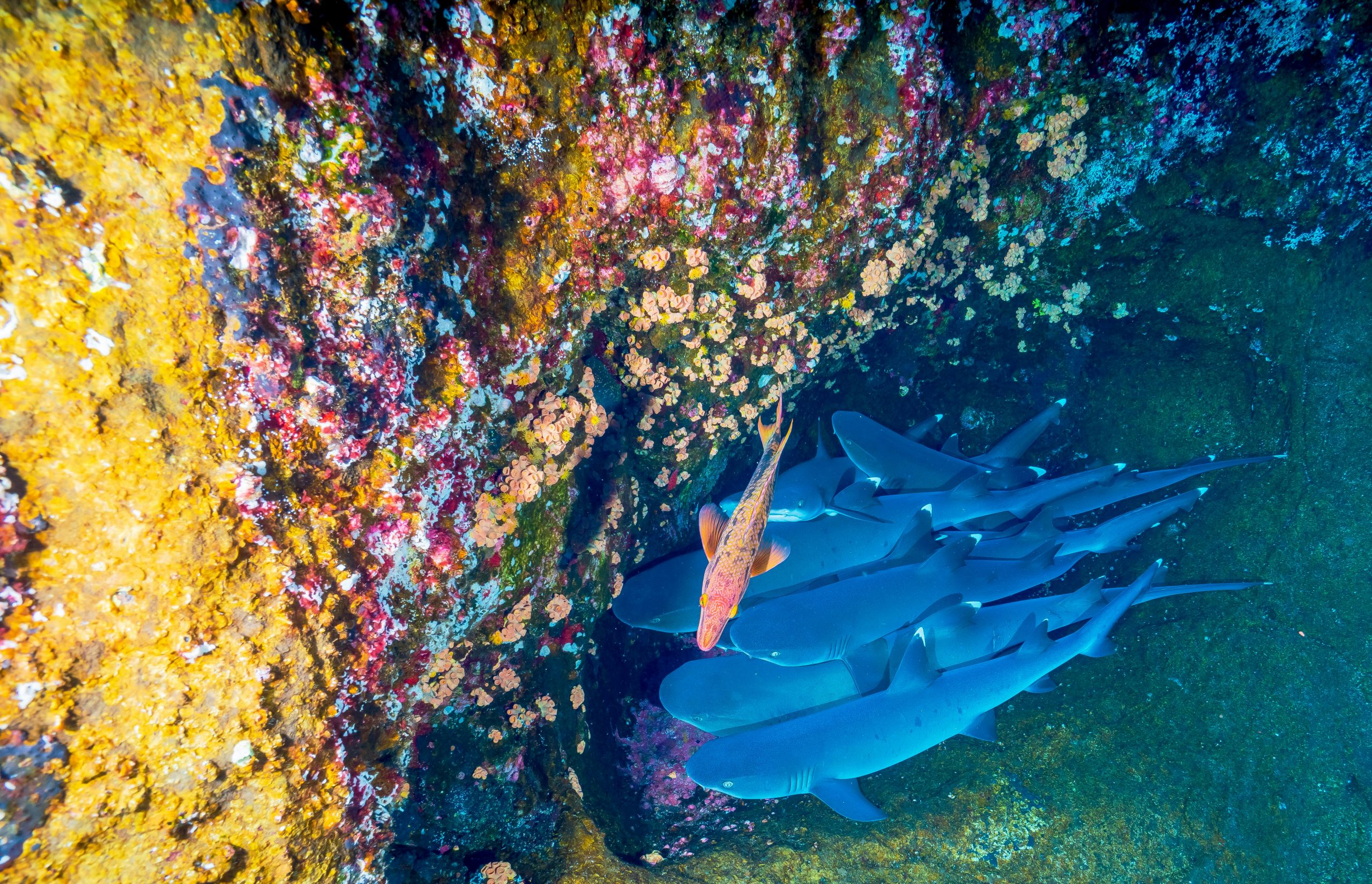 Coral reef, Baja California Sur, Mexico