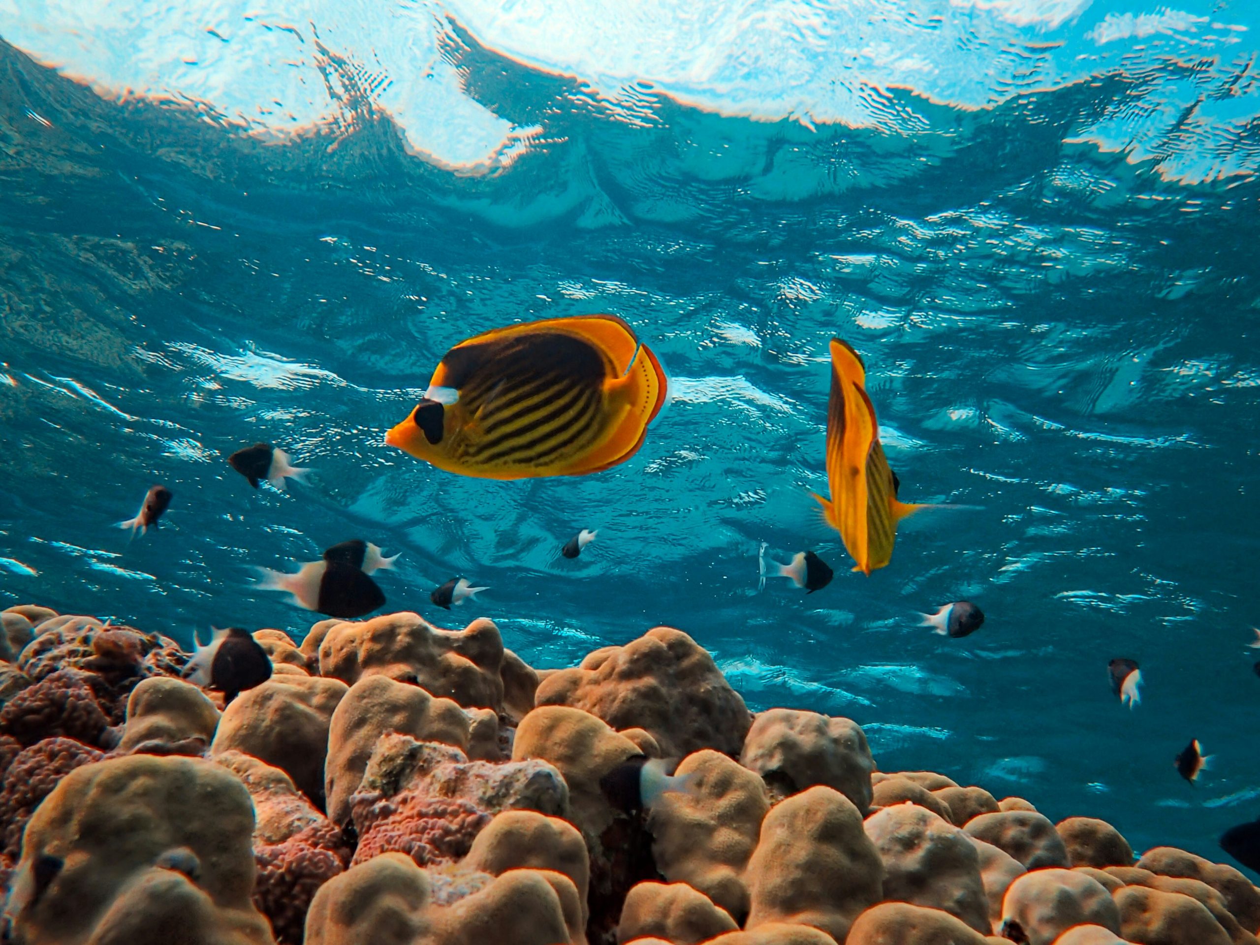 Red Sea reef beneath the surface