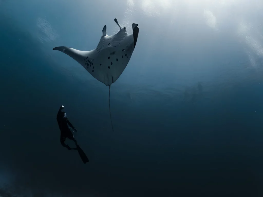 Diver and manta ray in open water, Maldives
