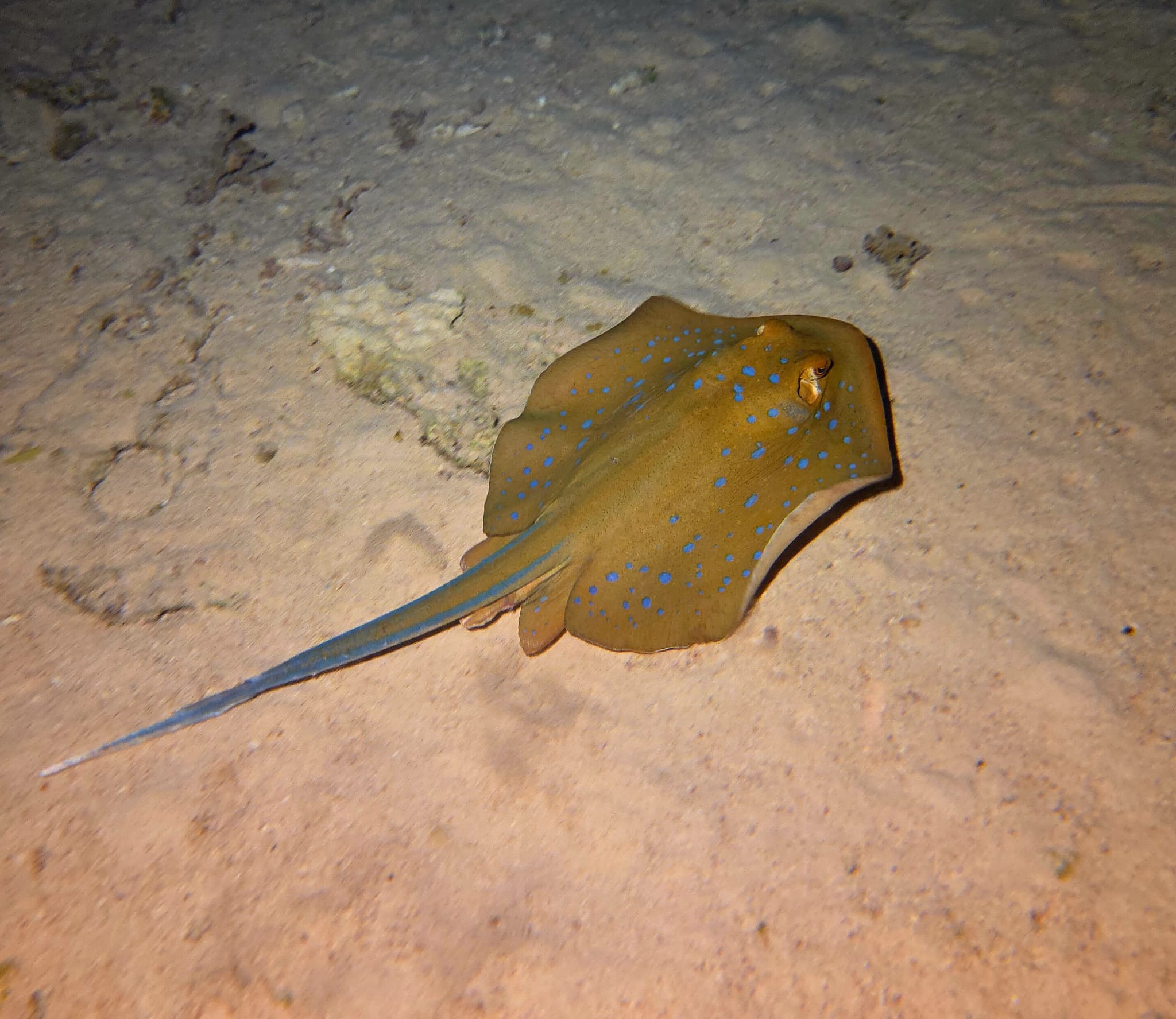 Blue-spotted stingray on a Red Sea night dive, Egypt