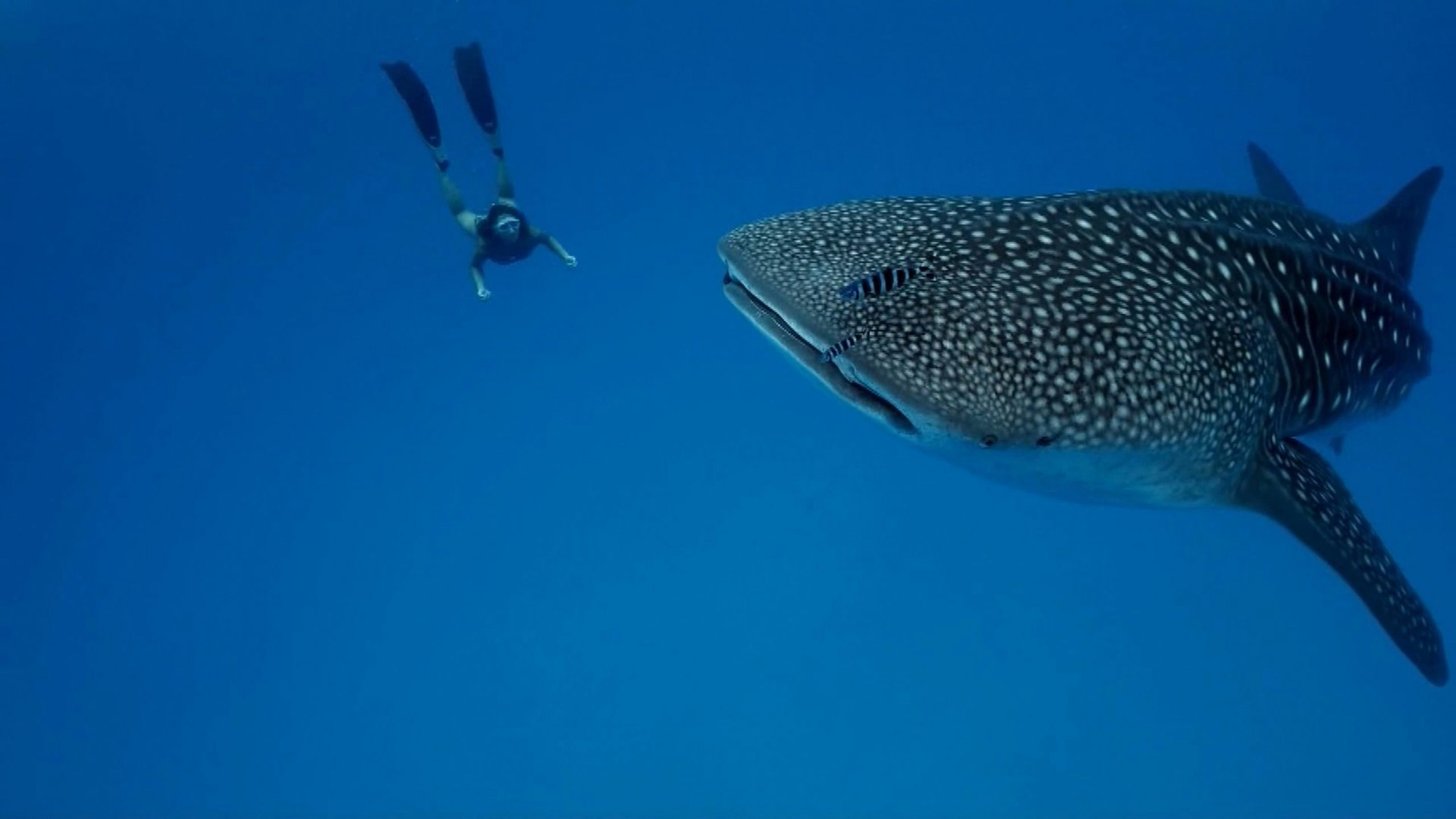 Snorkeler swimming with a whale shark in Baja California