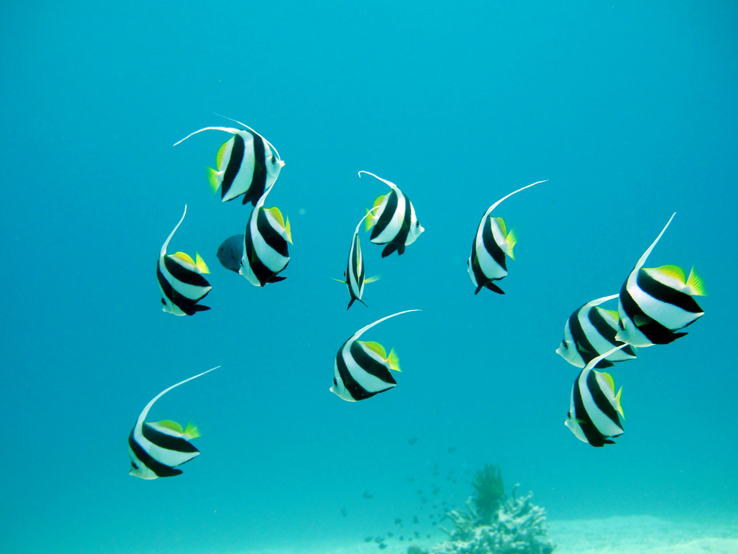 Queen angelfish on the reef
