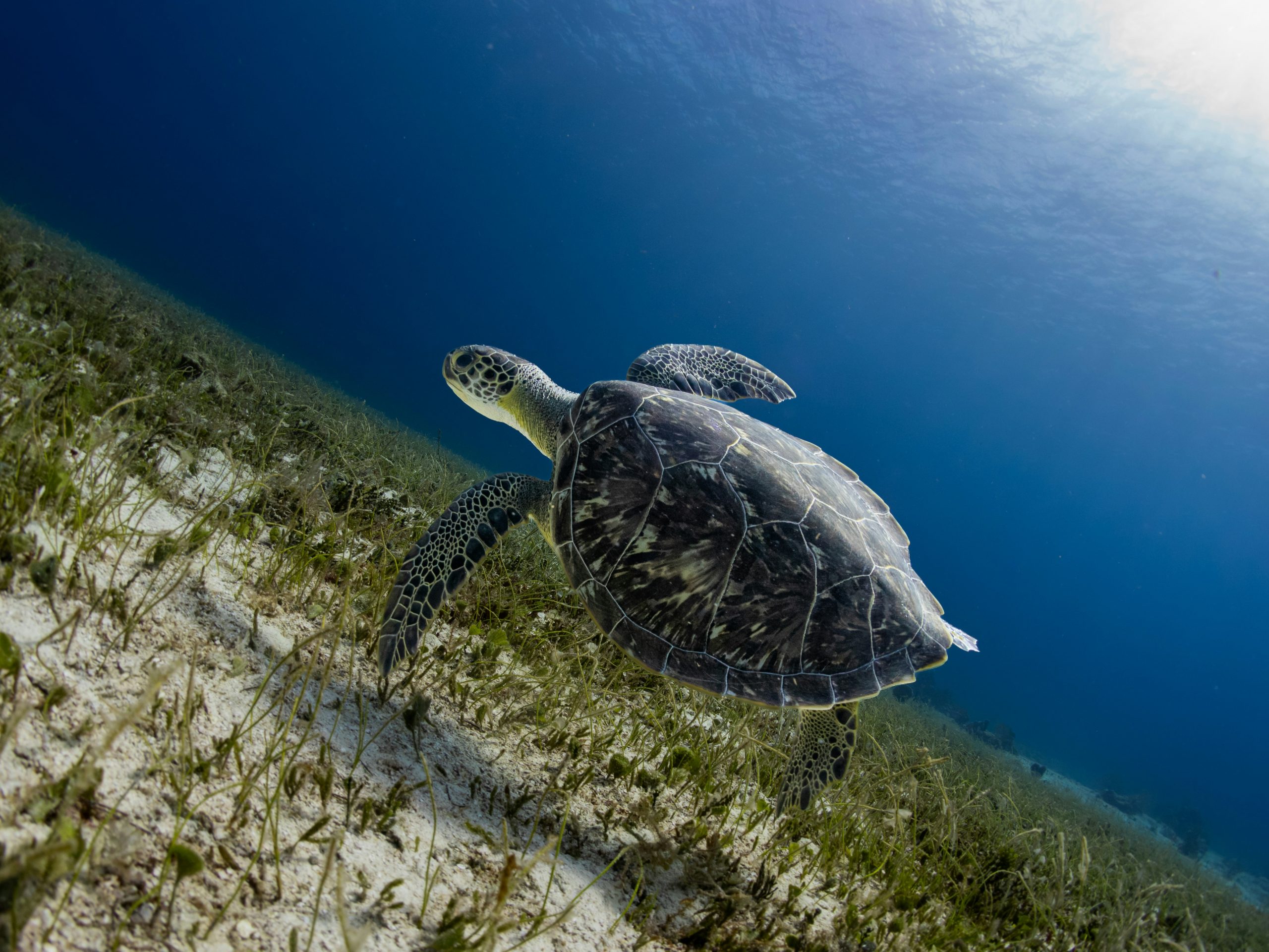Hawksbill turtle on a Cozumel reef