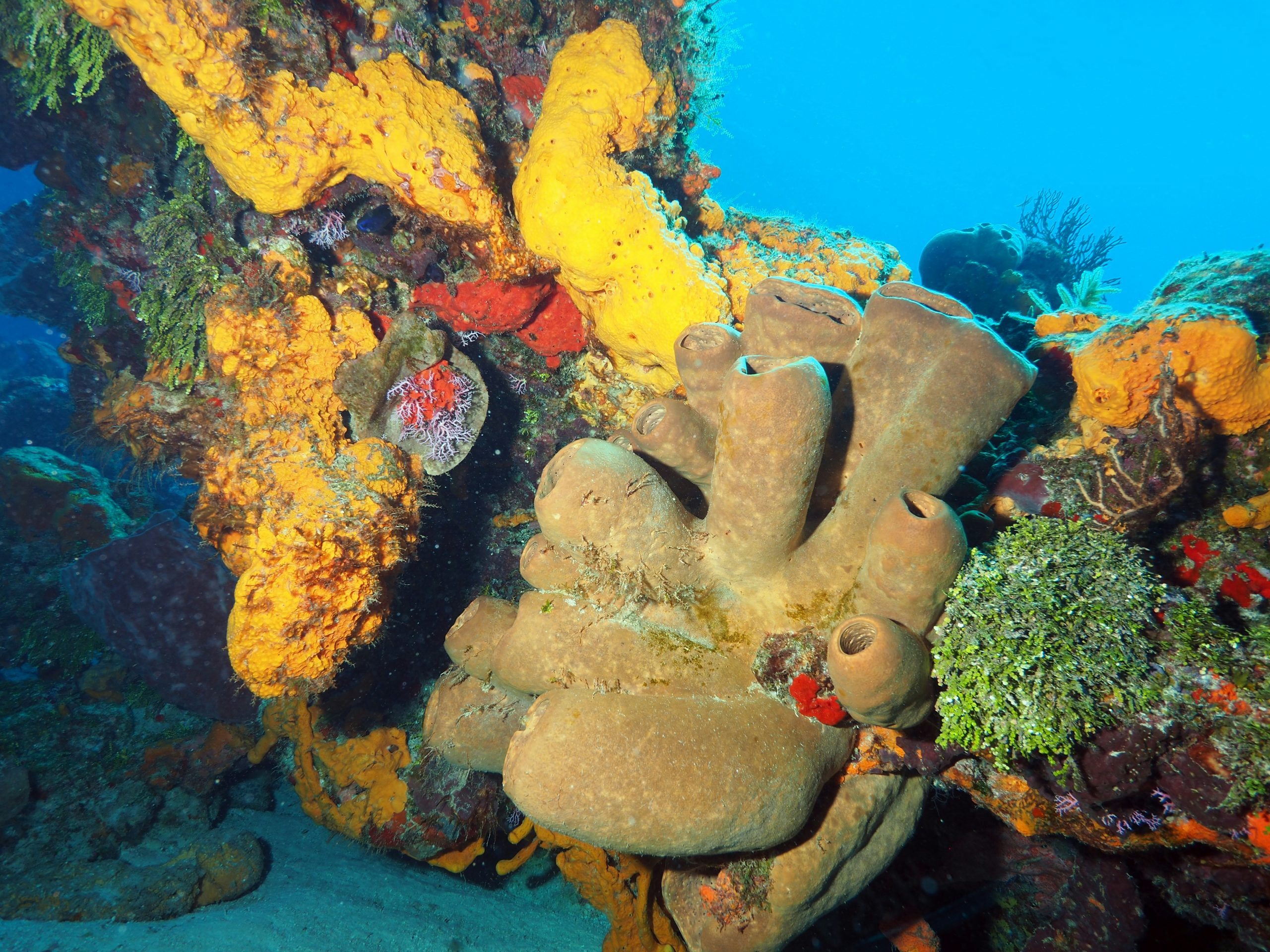 Coral formations on a Cozumel reef wall