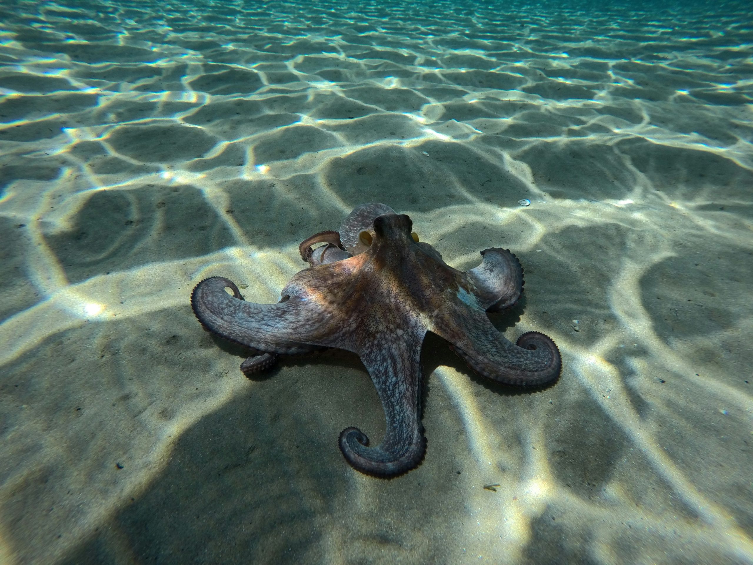 Octopus camouflaged on the reef