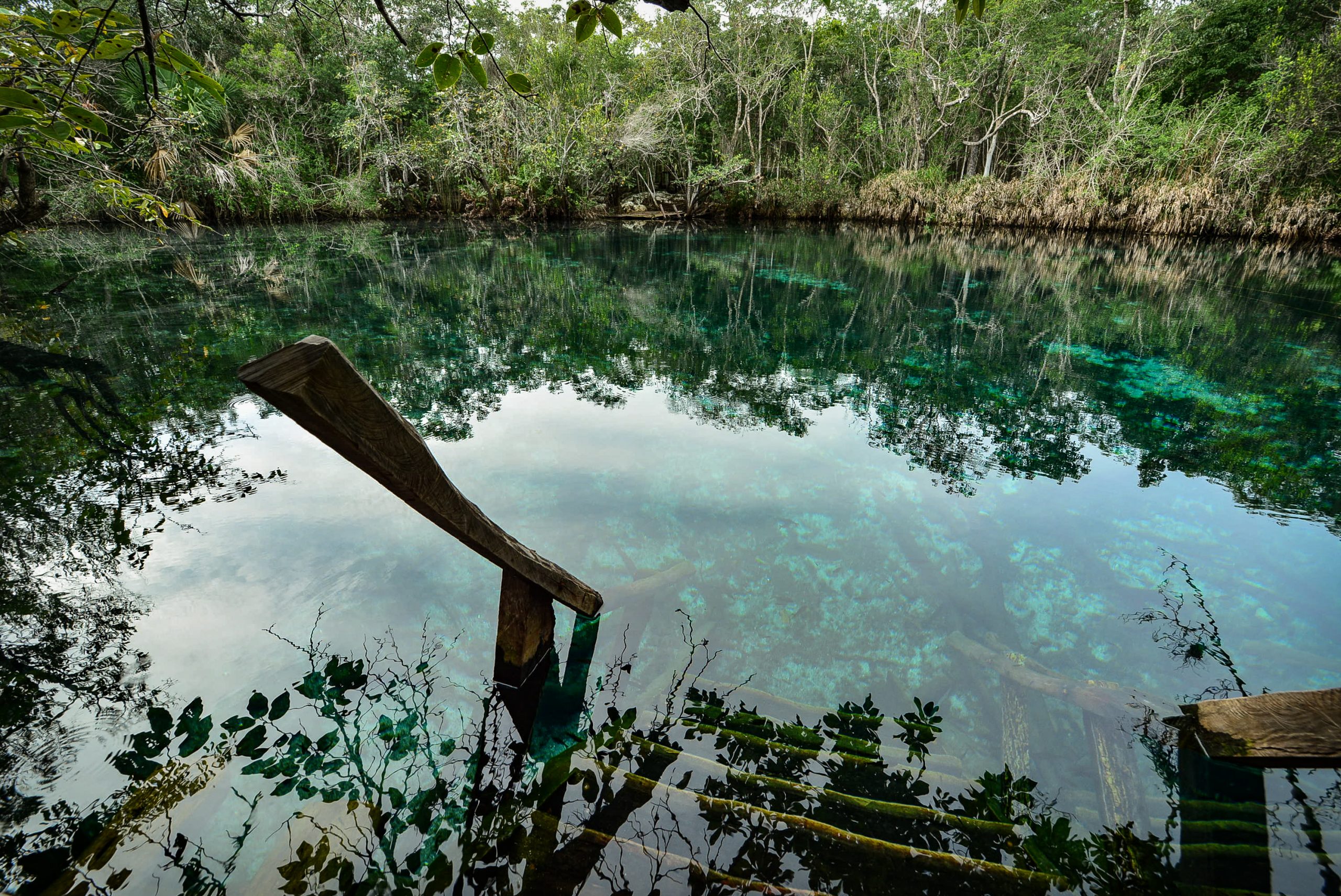 Calm, clear cenote pool surrounded by jungle near Tulum