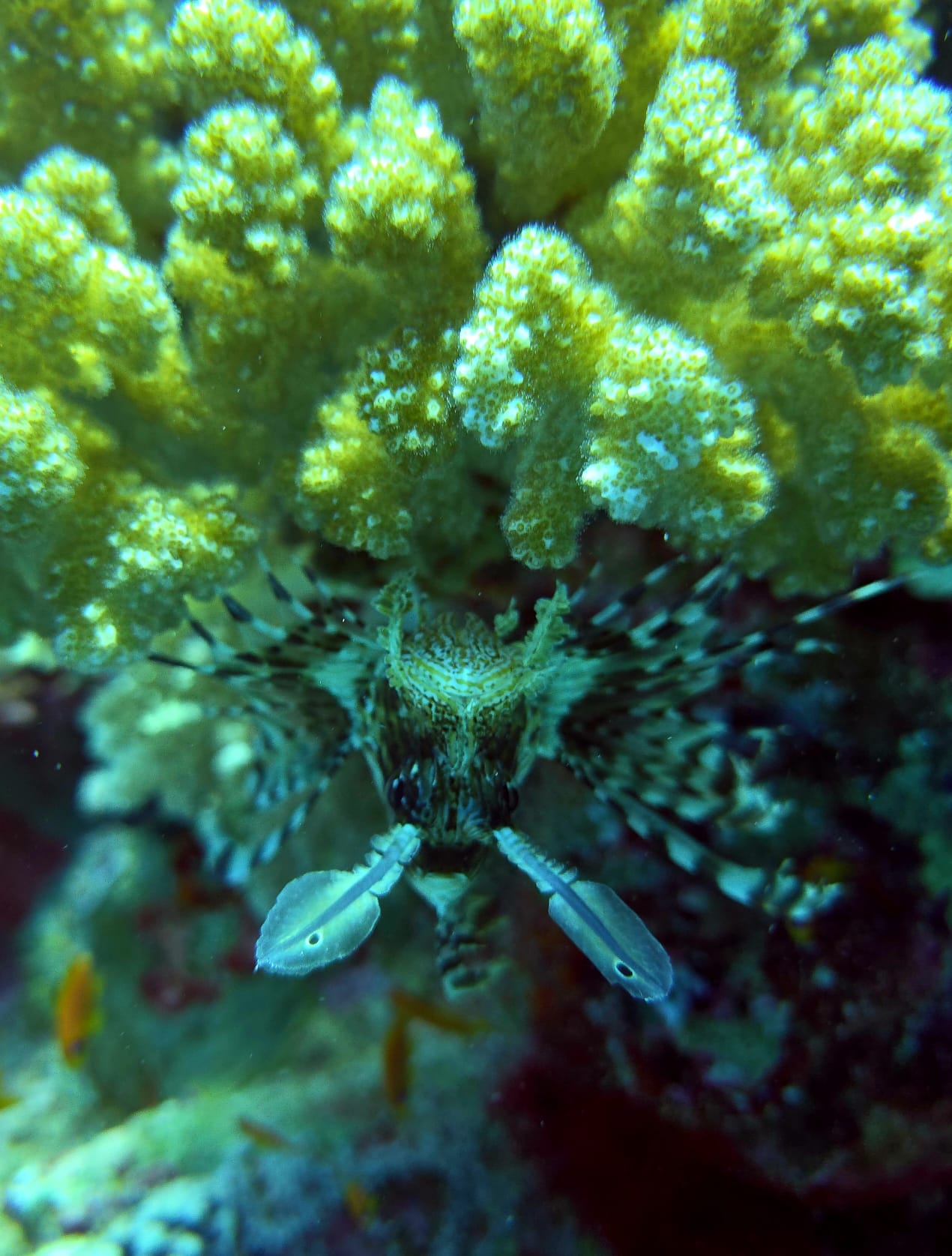 Coral reef on a Red Sea liveaboard dive, Egypt