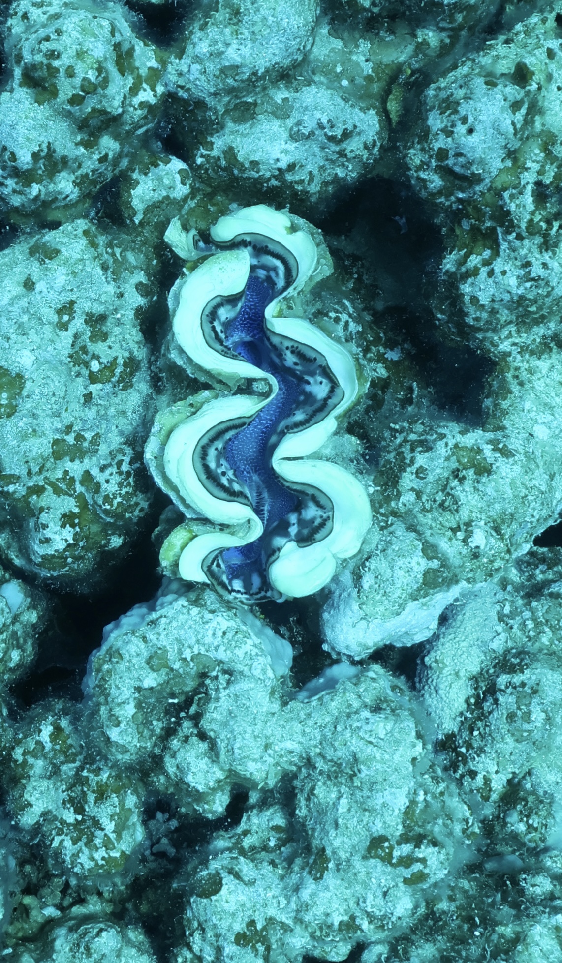 Giant clam with blue mantle on a Red Sea reef, Egypt