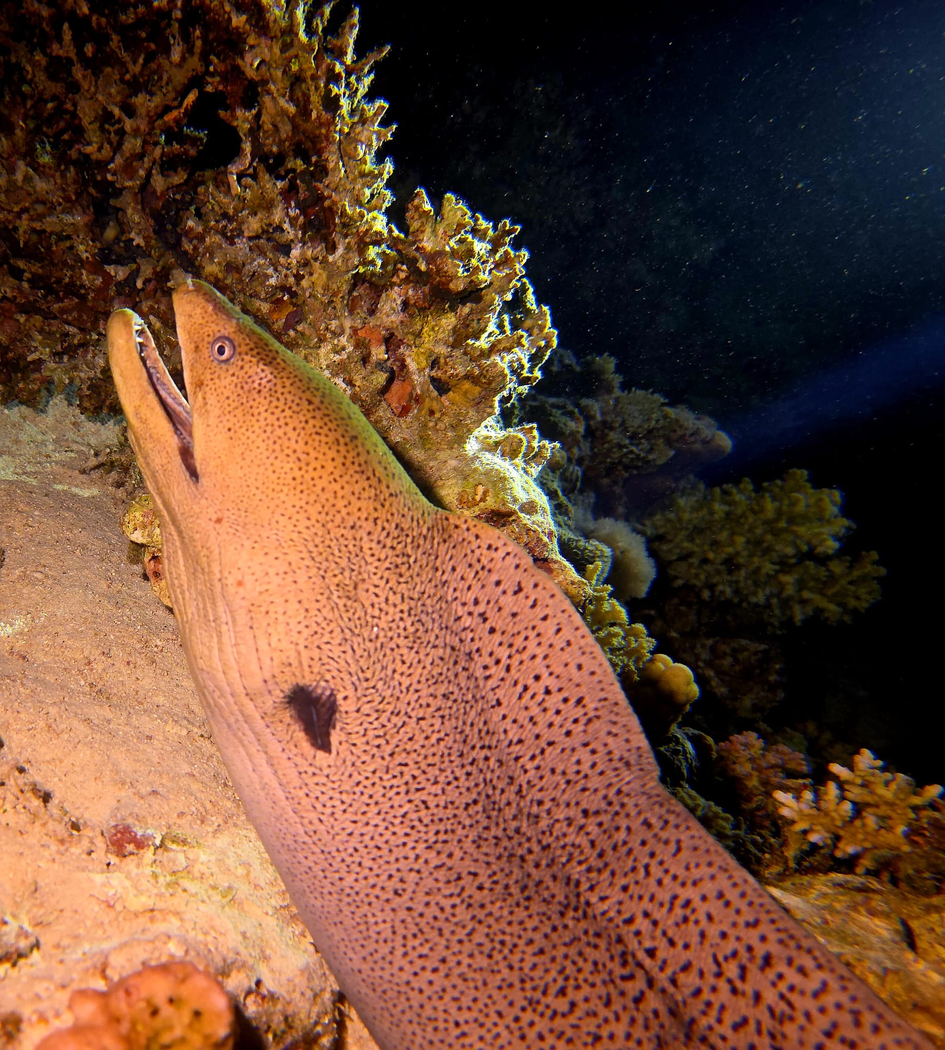 Giant moray eel on a Red Sea night dive, Egypt