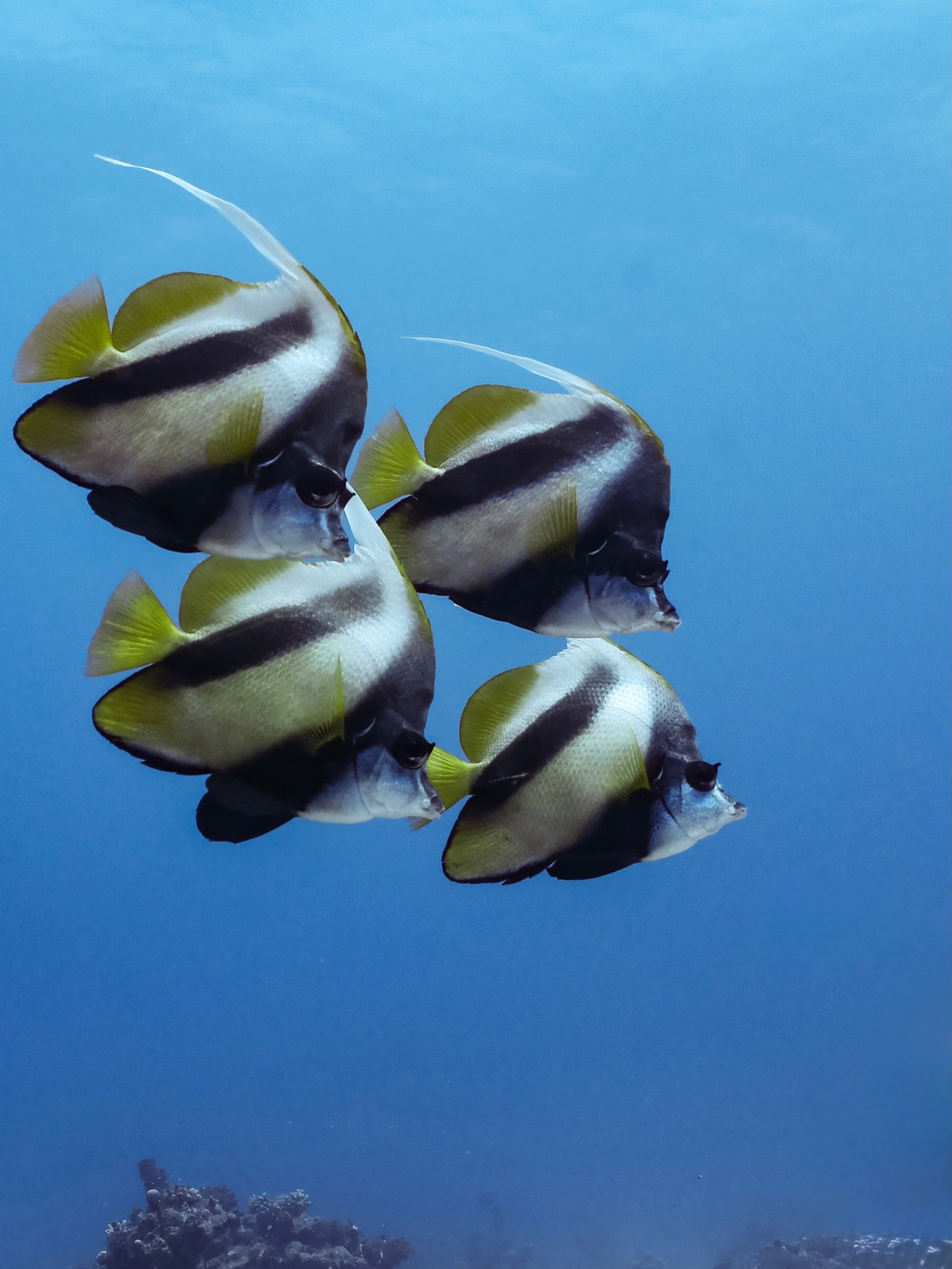 Red Sea bannerfish schooling near a reef in Egypt