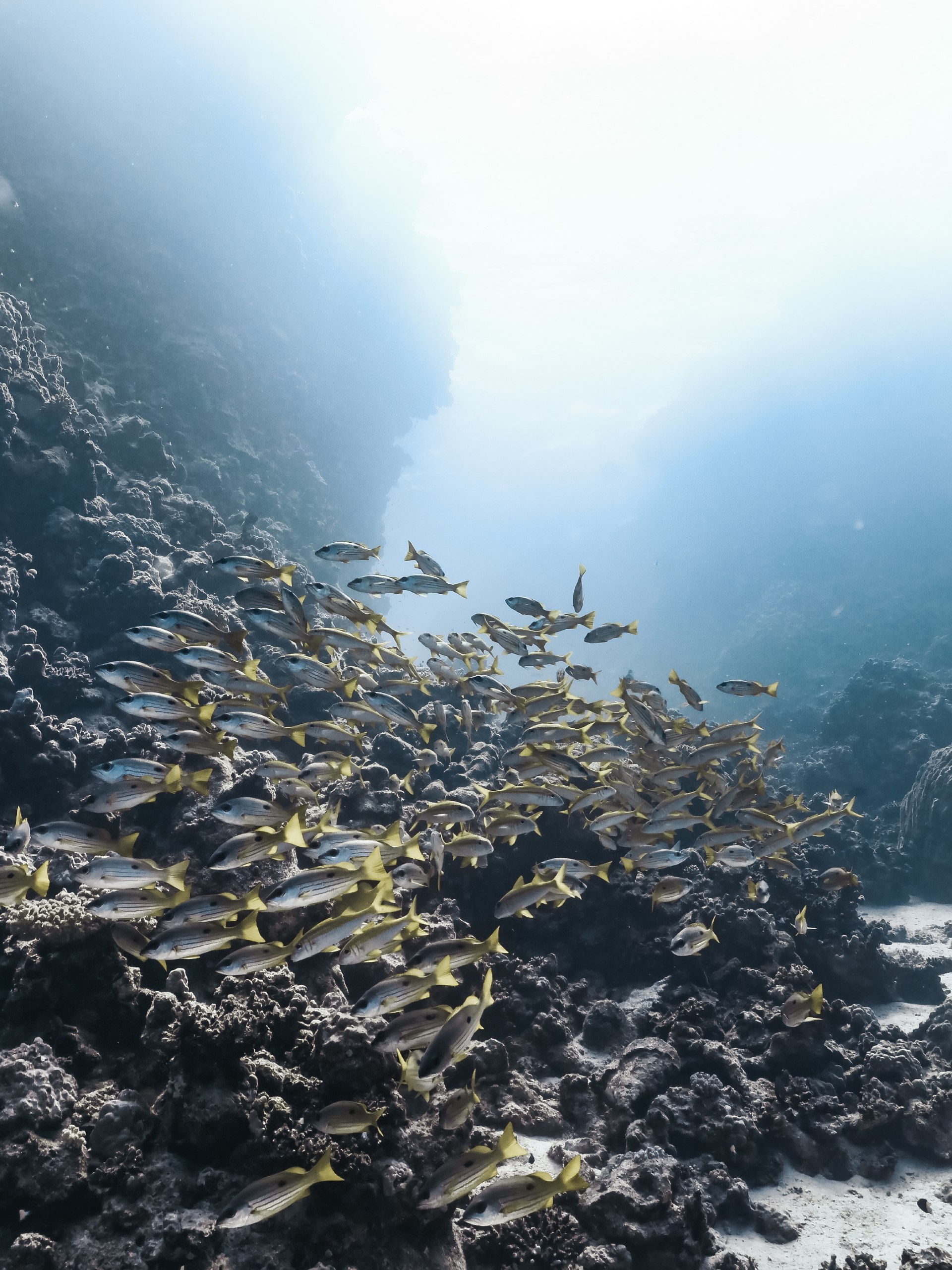 Coral pinnacle with reef fish, Red Sea liveaboard dive site