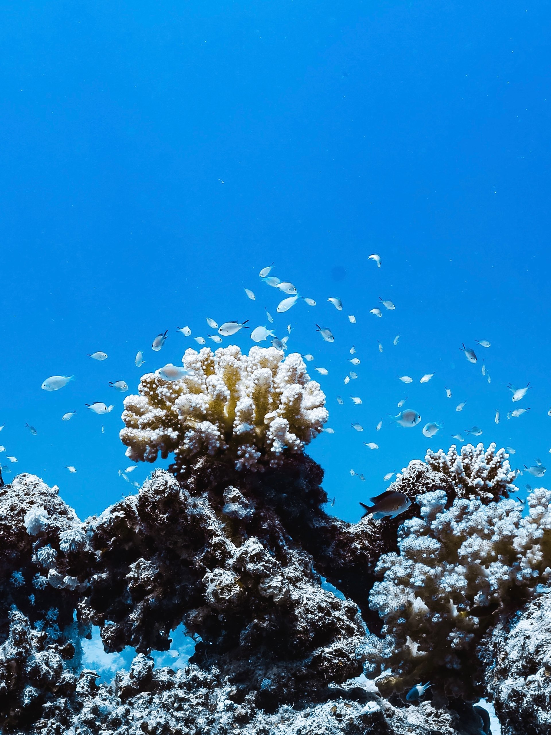 School of snapper over a reef wall, Southern Red Sea