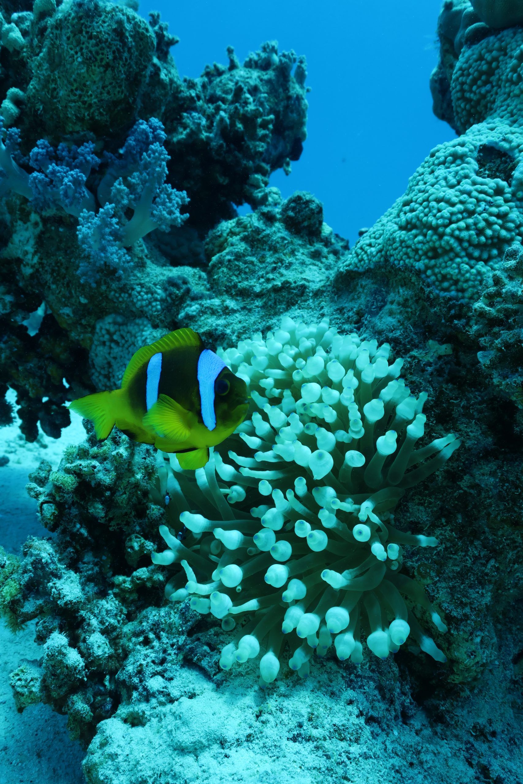 Anemonefish on a coral reef in the Red Sea, Egypt