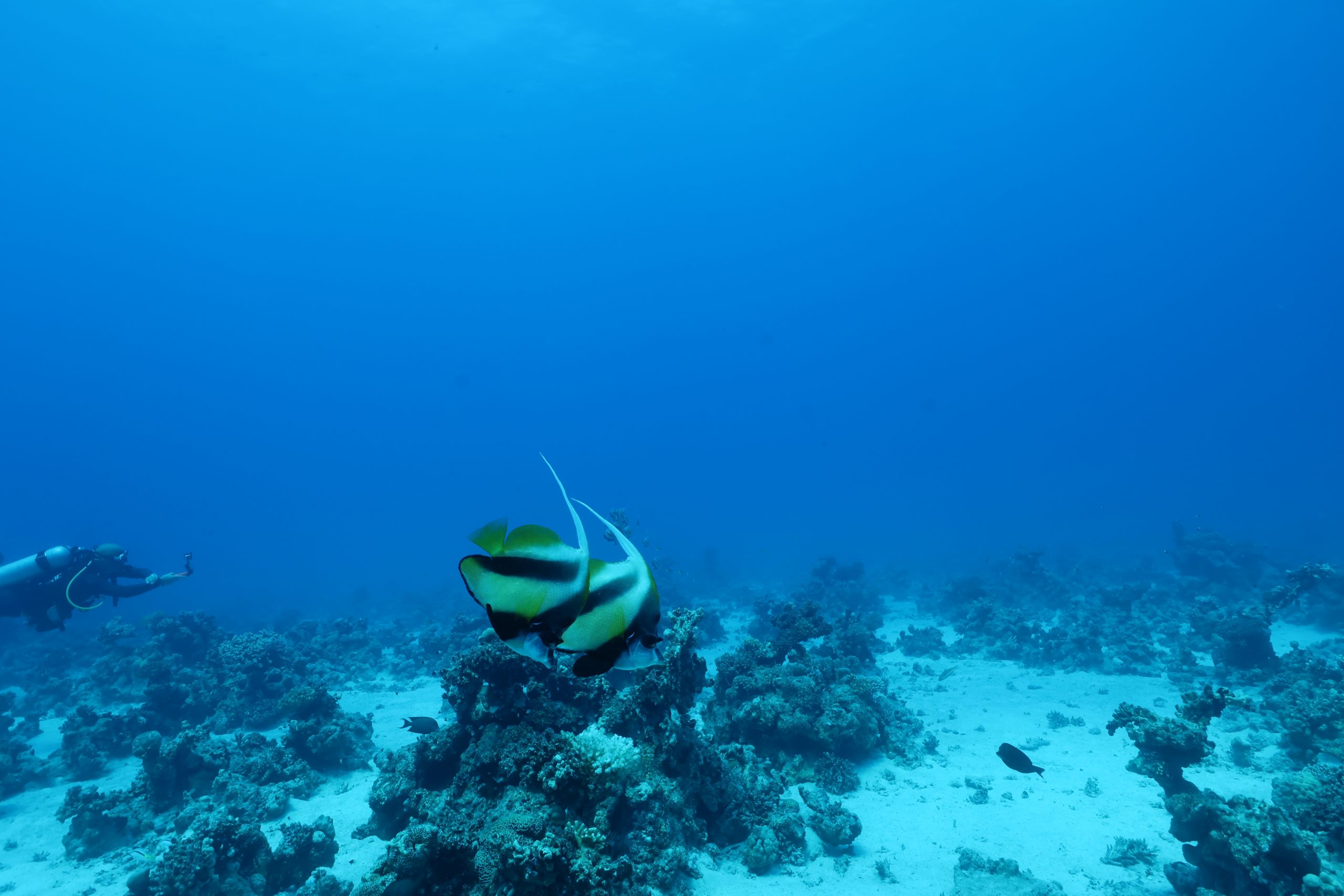 Diver alongside bannerfish on a Red Sea coral reef, Egypt