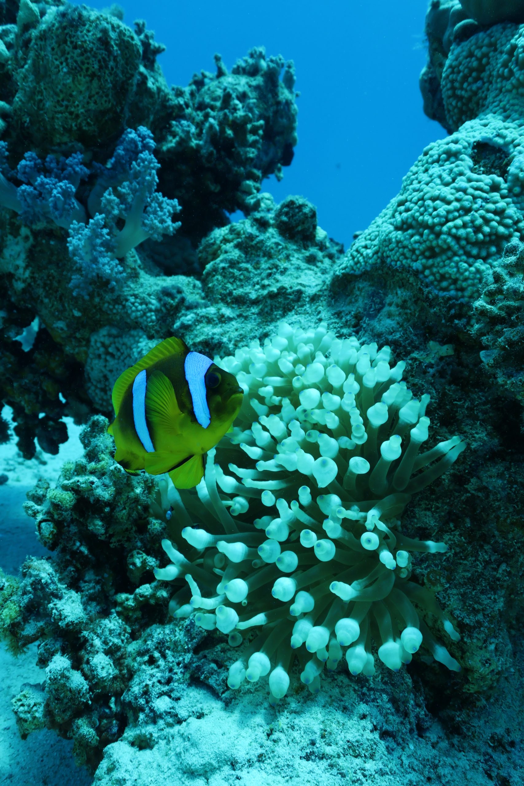 Clownfish in a bubble-tip anemone, Red Sea, Egypt
