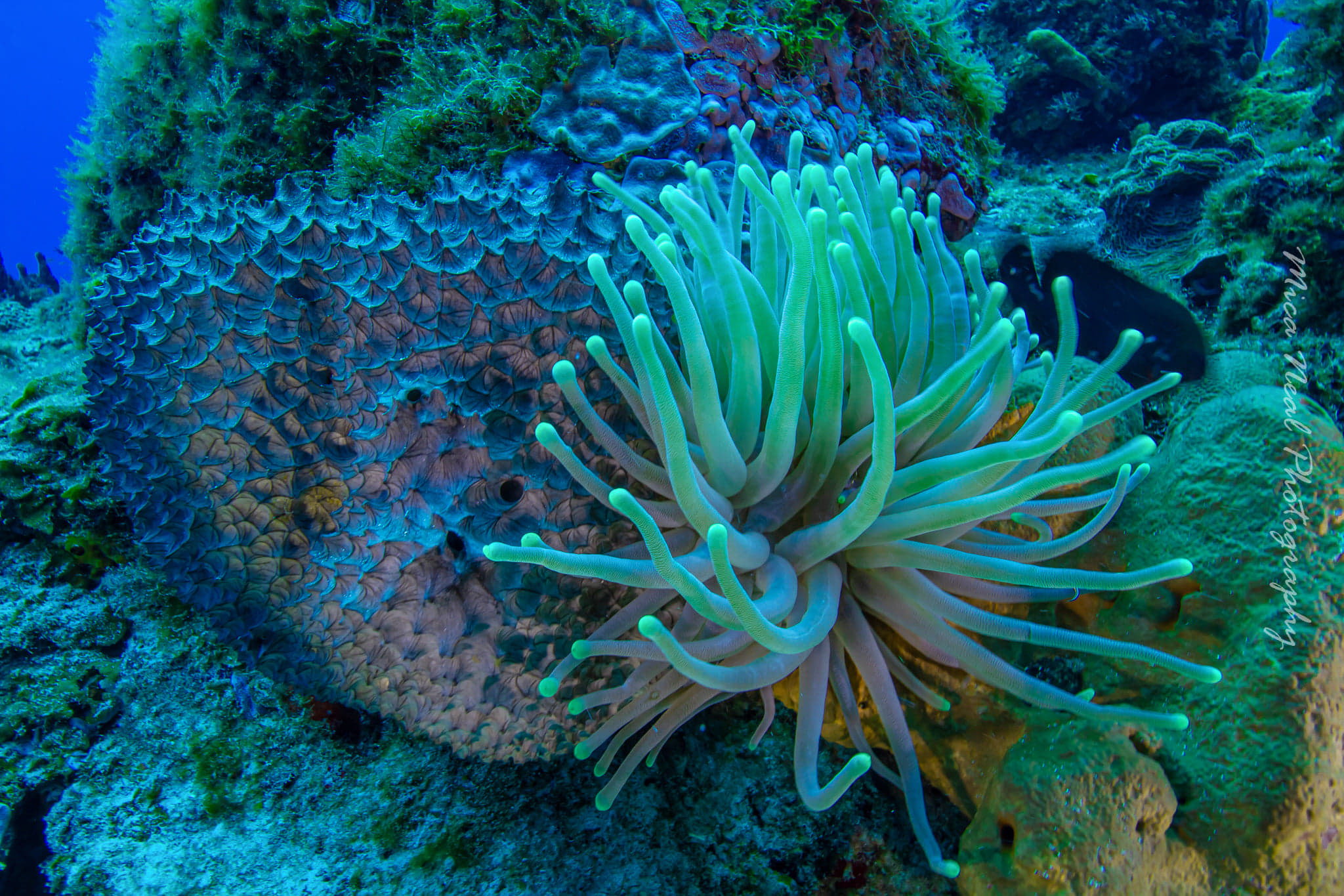 Coral reef with sponges and reef fish near Tulum