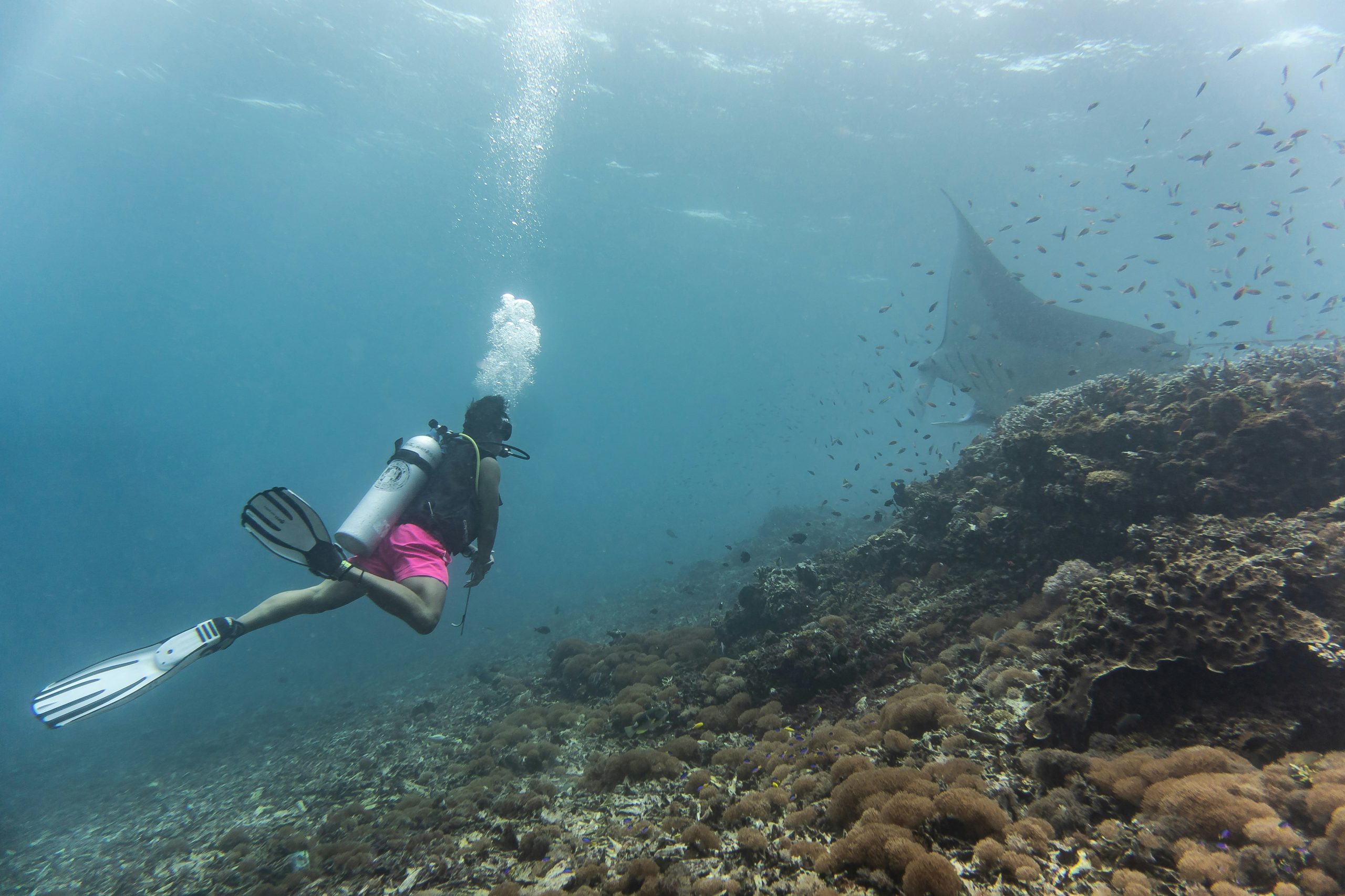 Diver with a manta ray in Komodo National Park, Indonesia