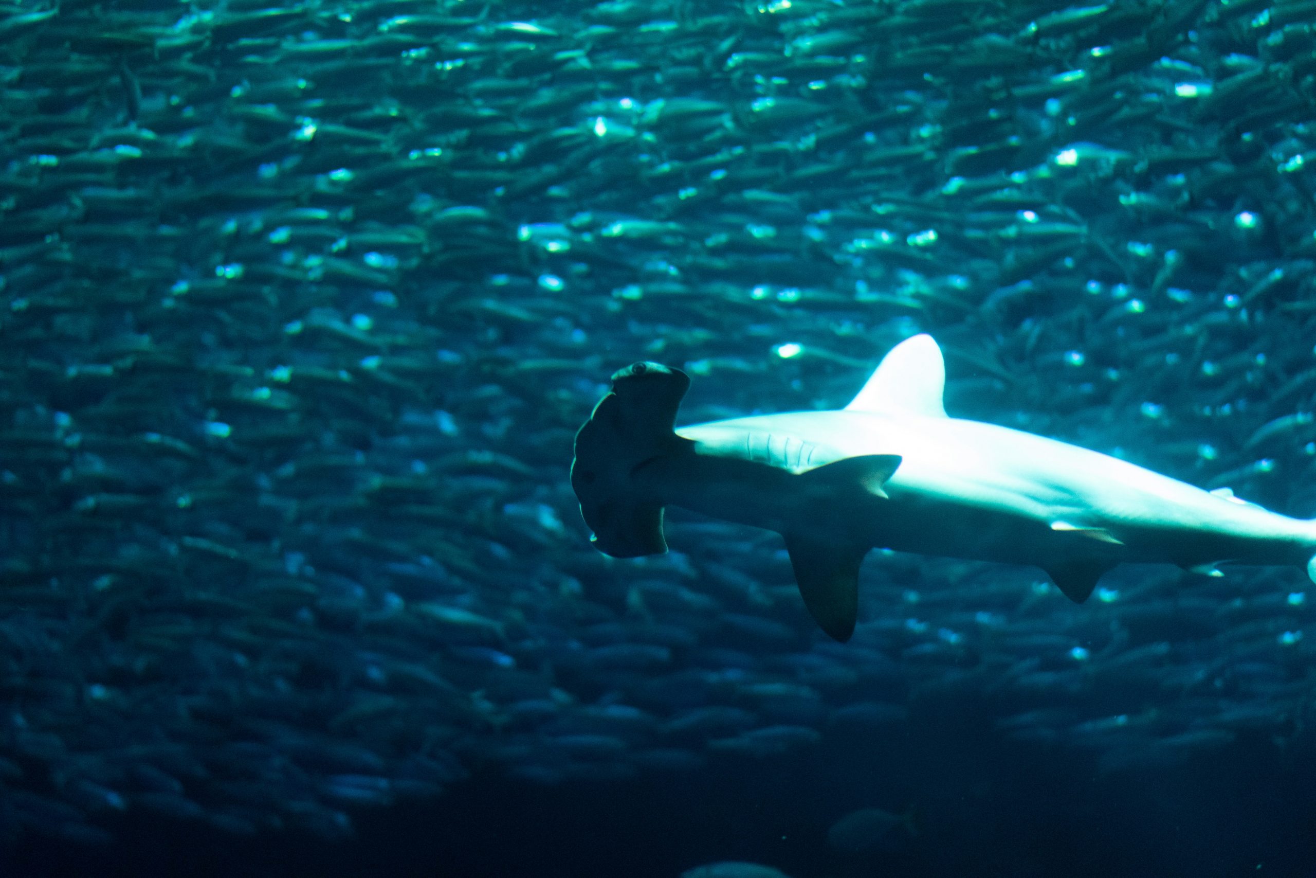 Scalloped hammerhead shark in the Banda Sea