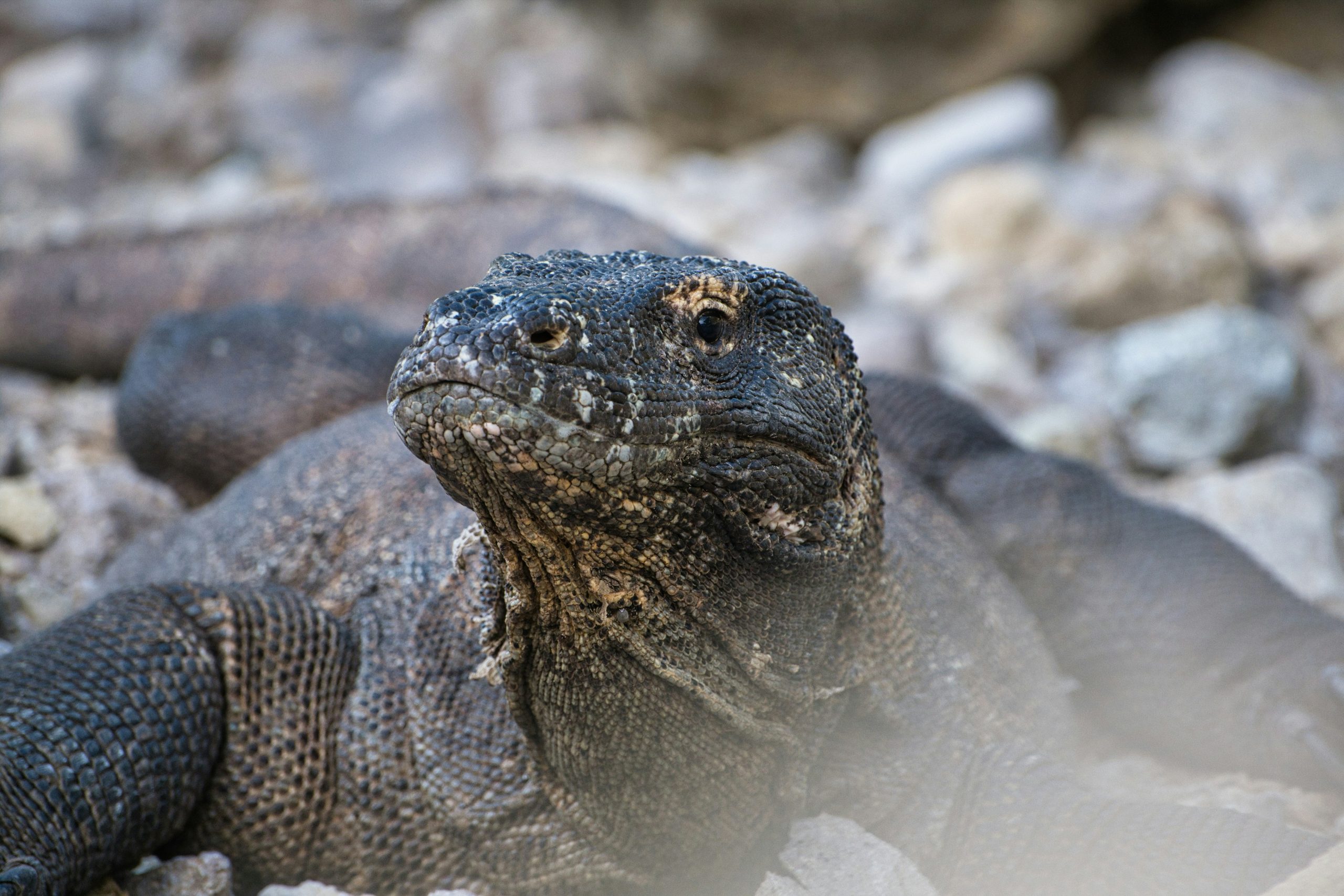 Komodo dragon on Komodo Island, Indonesia