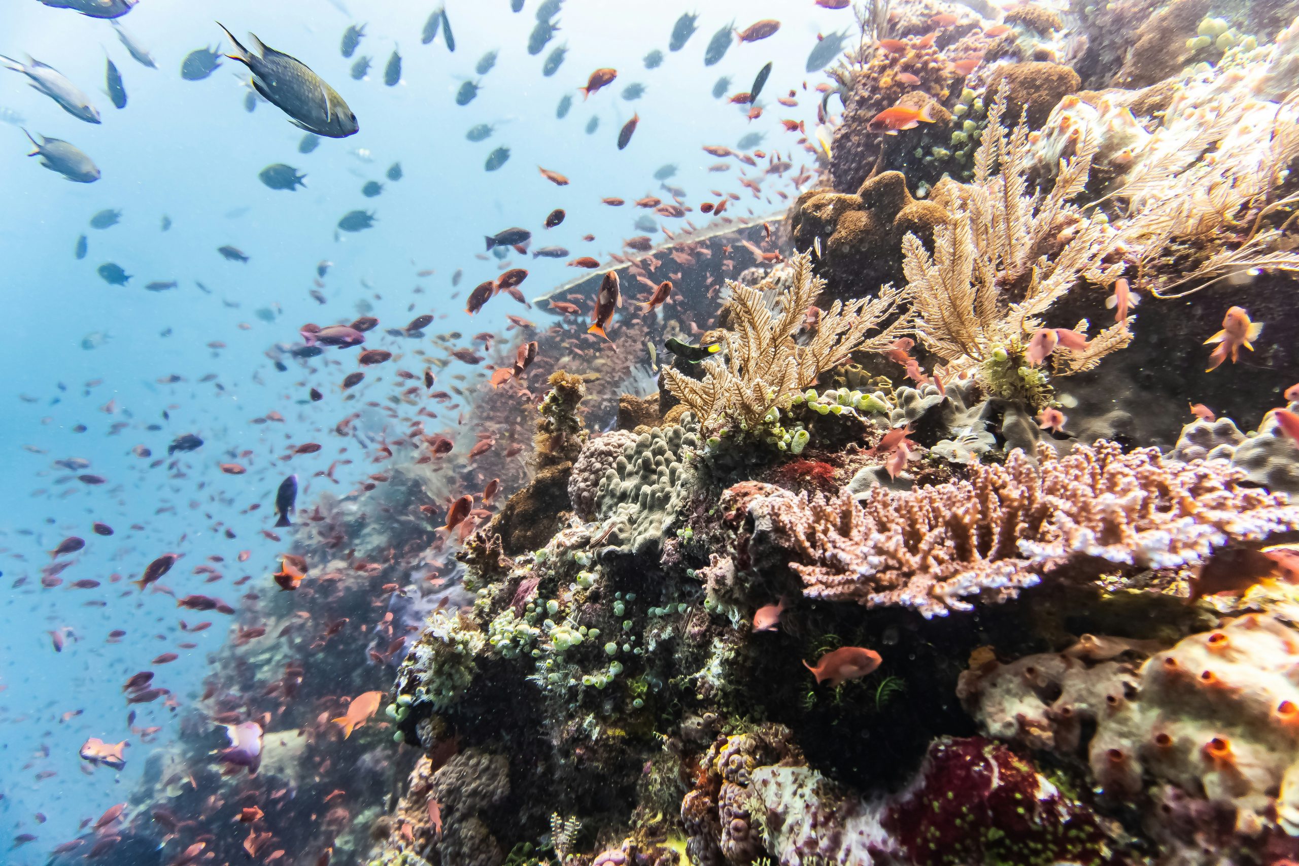 Healthy hard coral in Alor, Indonesia