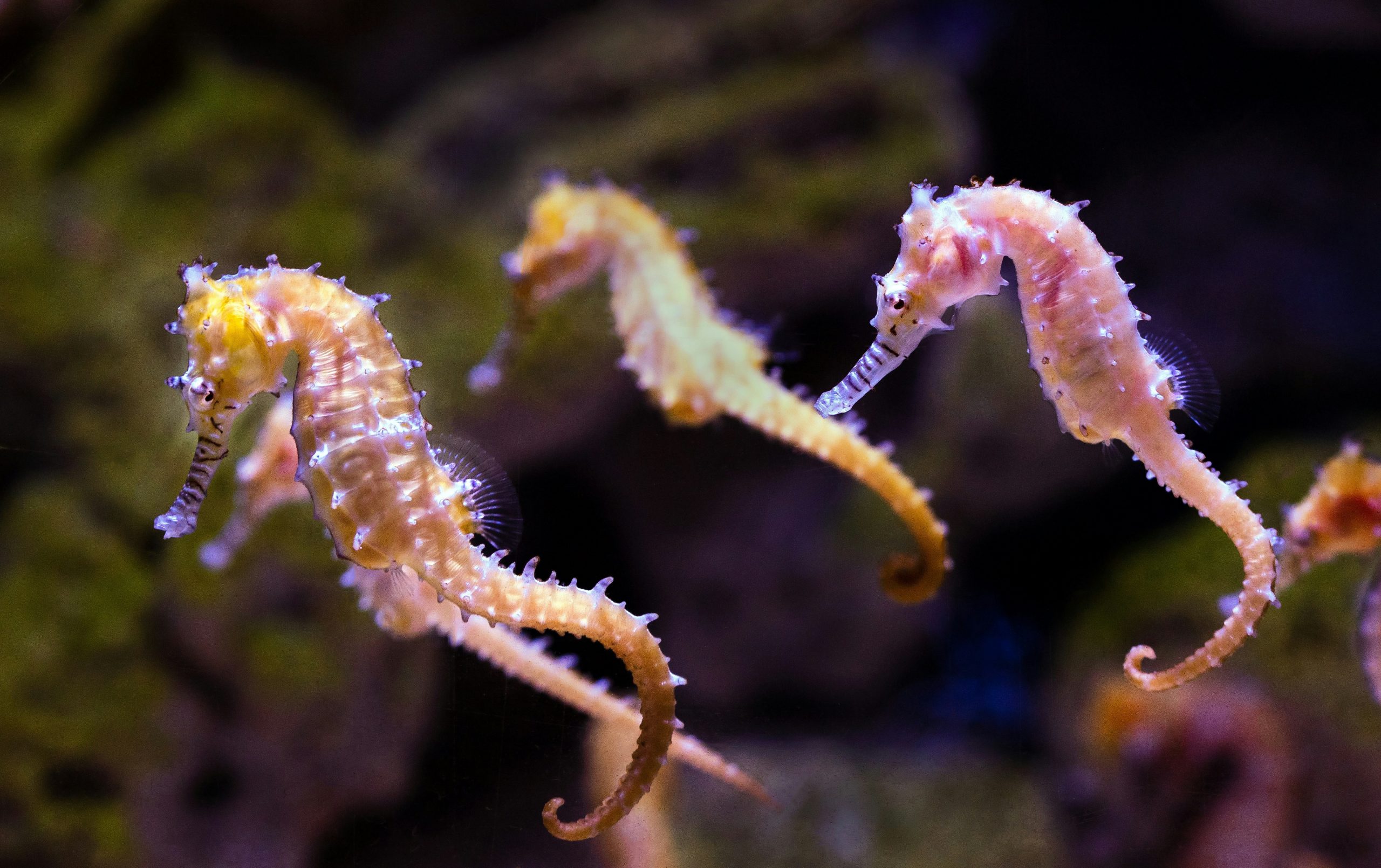 Pygmy seahorse on a sea fan in Raja Ampat, Indonesia