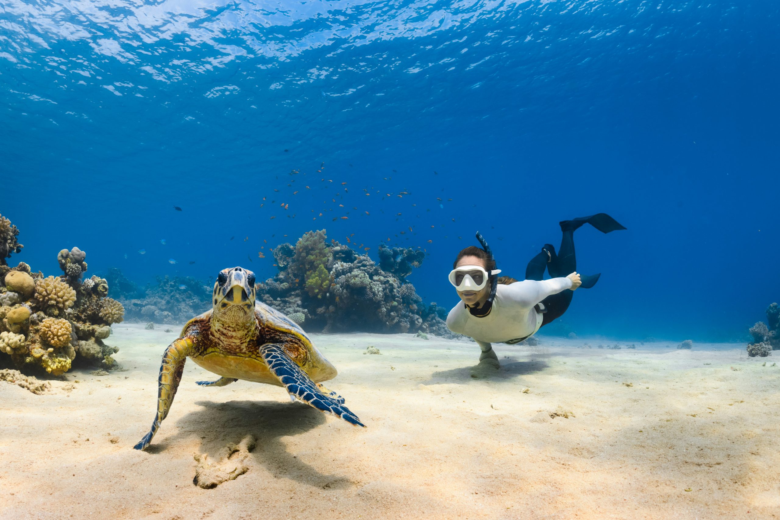 Hawksbill turtle and freediver on a Saudi Red Sea reef
