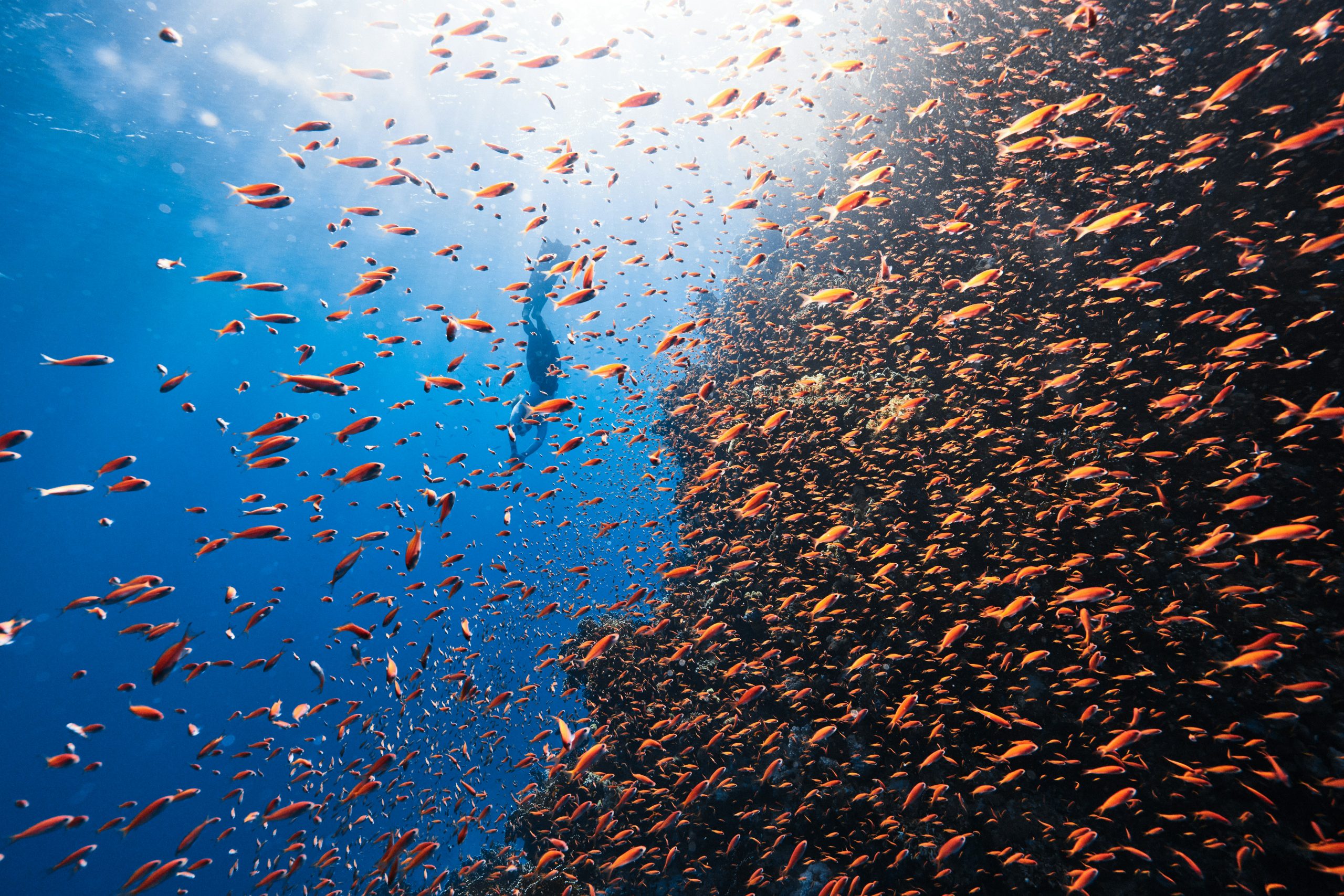 Reef wall covered in anthias off Yanbu, Saudi Arabia