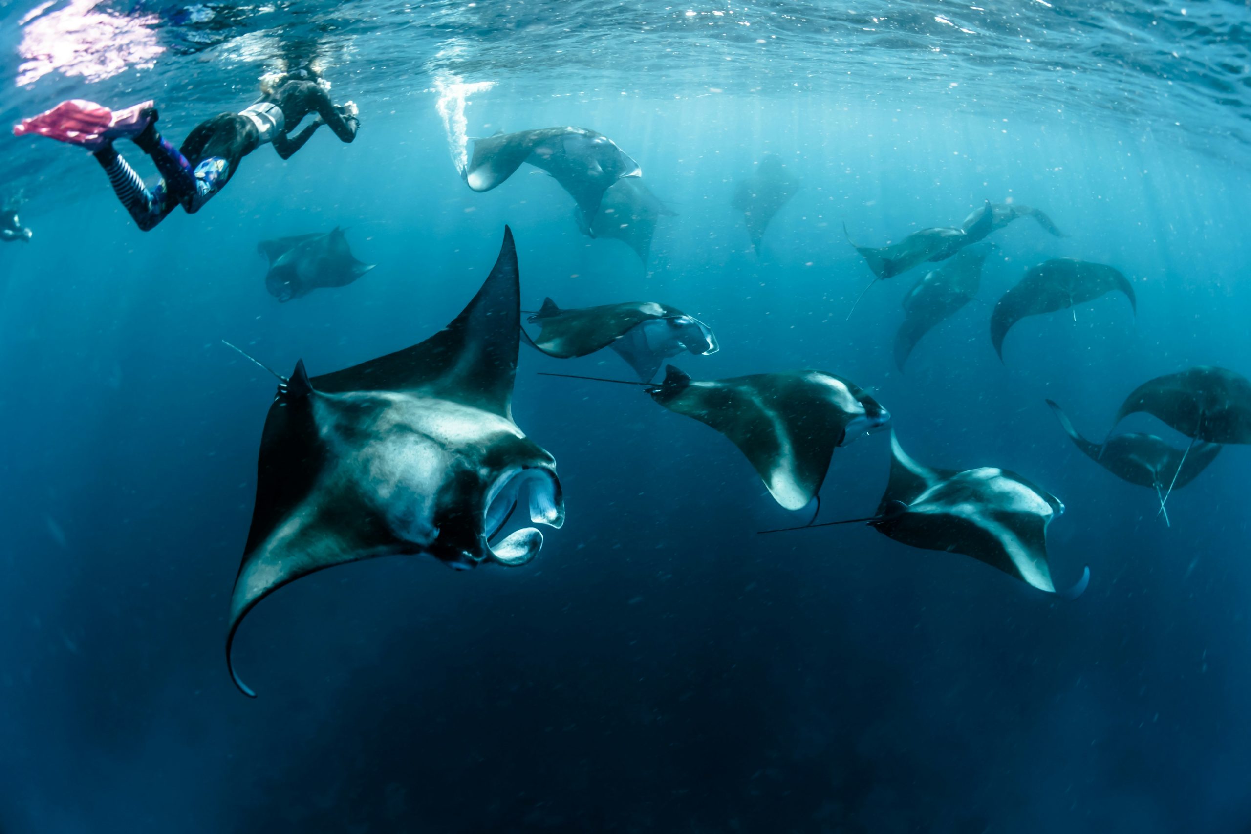Snorkeller with manta rays