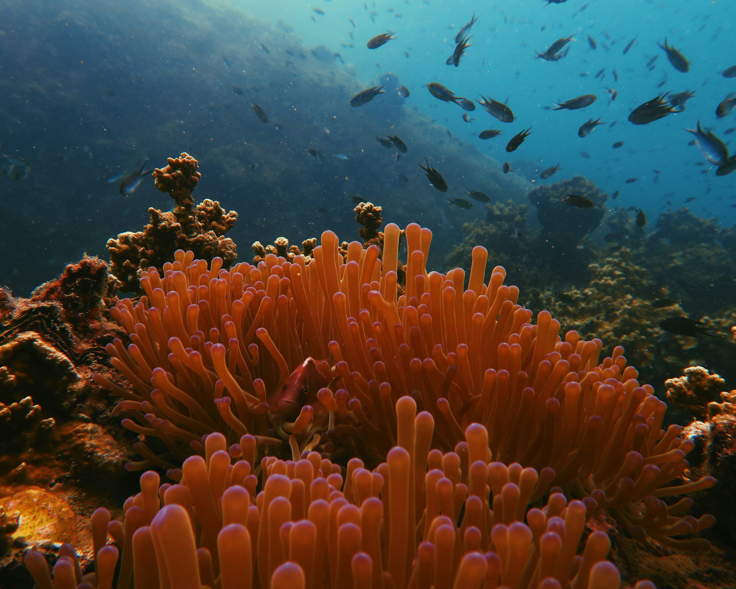 Soft coral wall in the southern Andaman Sea, Thailand