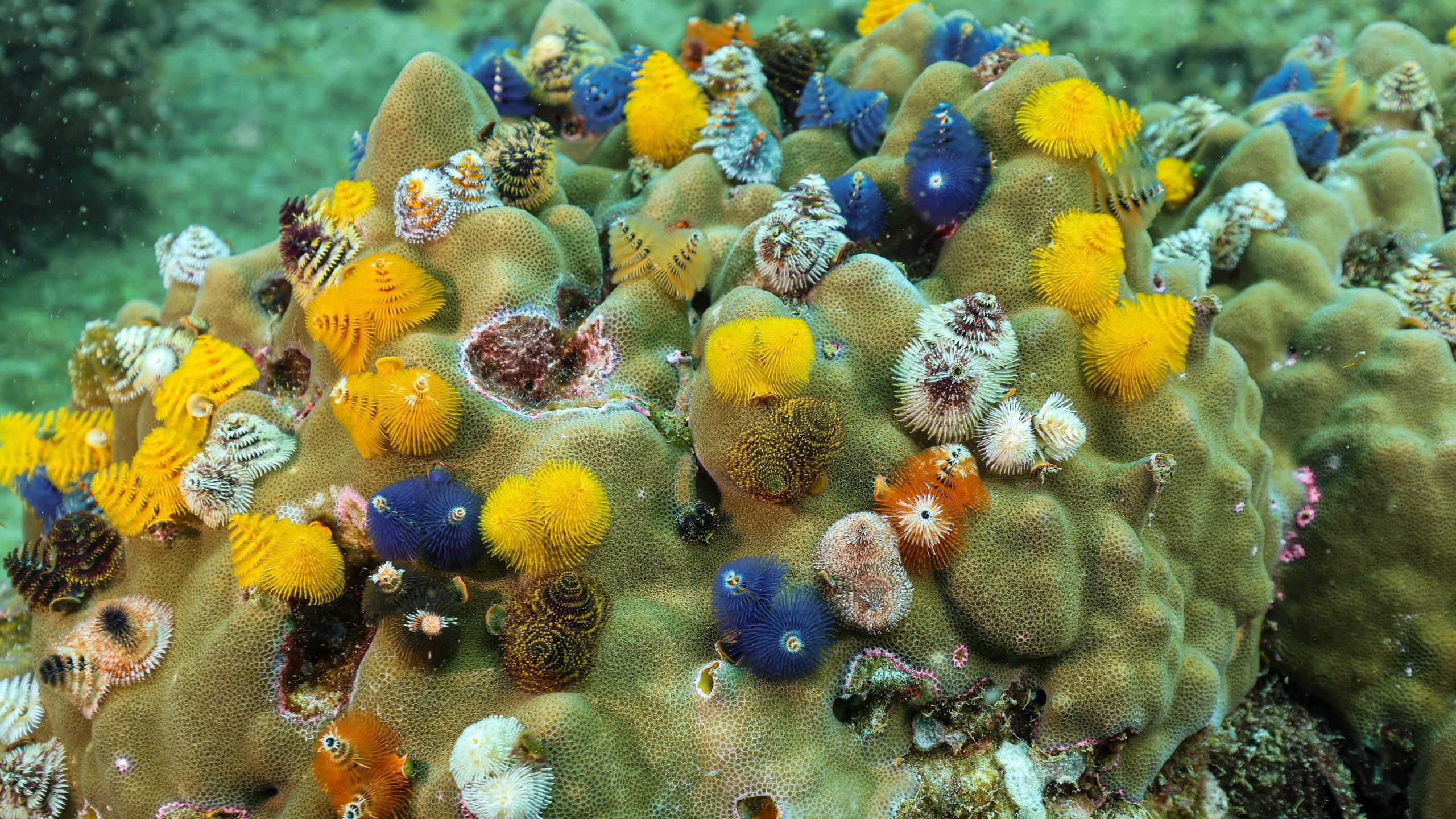 Shallow coral reef in the Surin Islands, Thailand