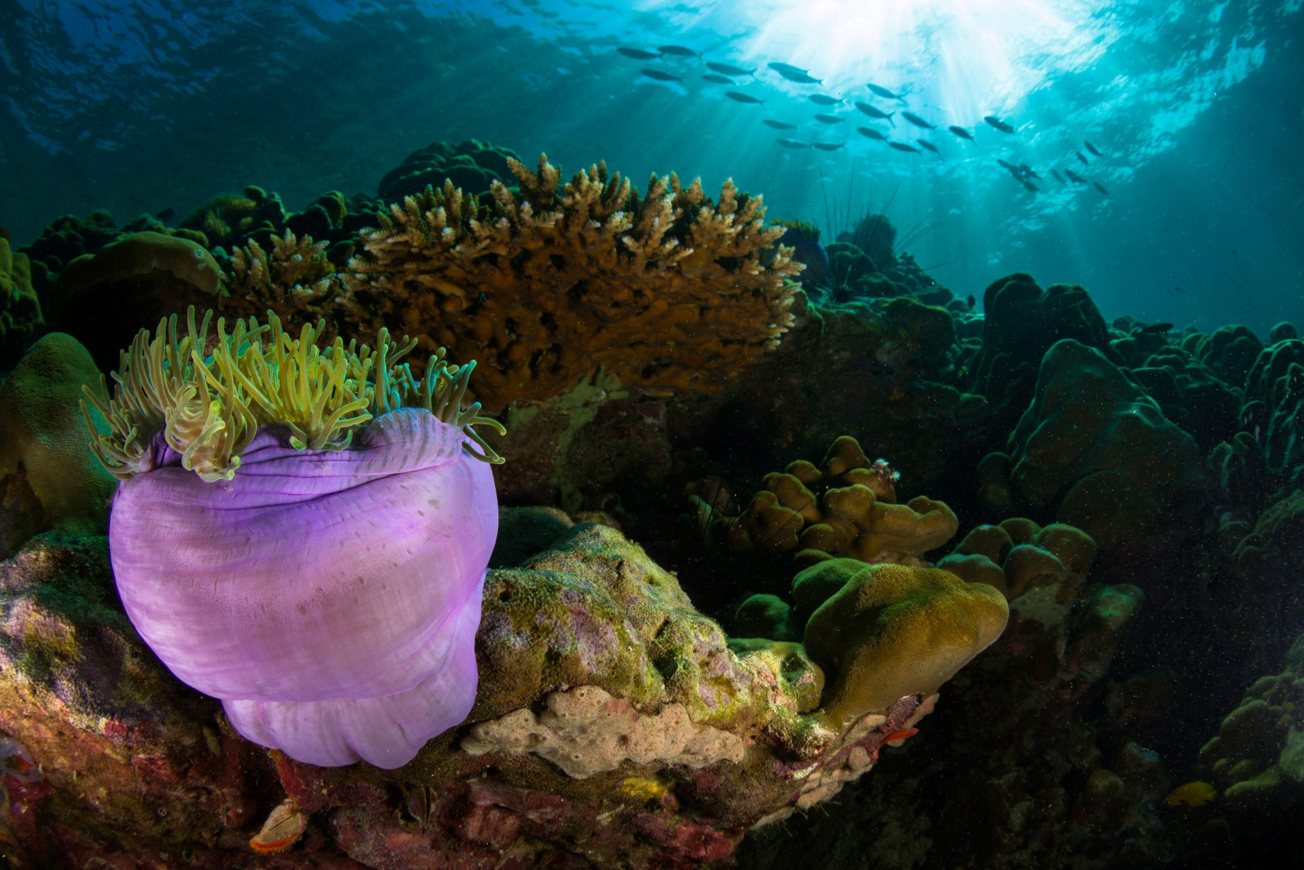 Coral reef in the Andaman Sea, Thailand