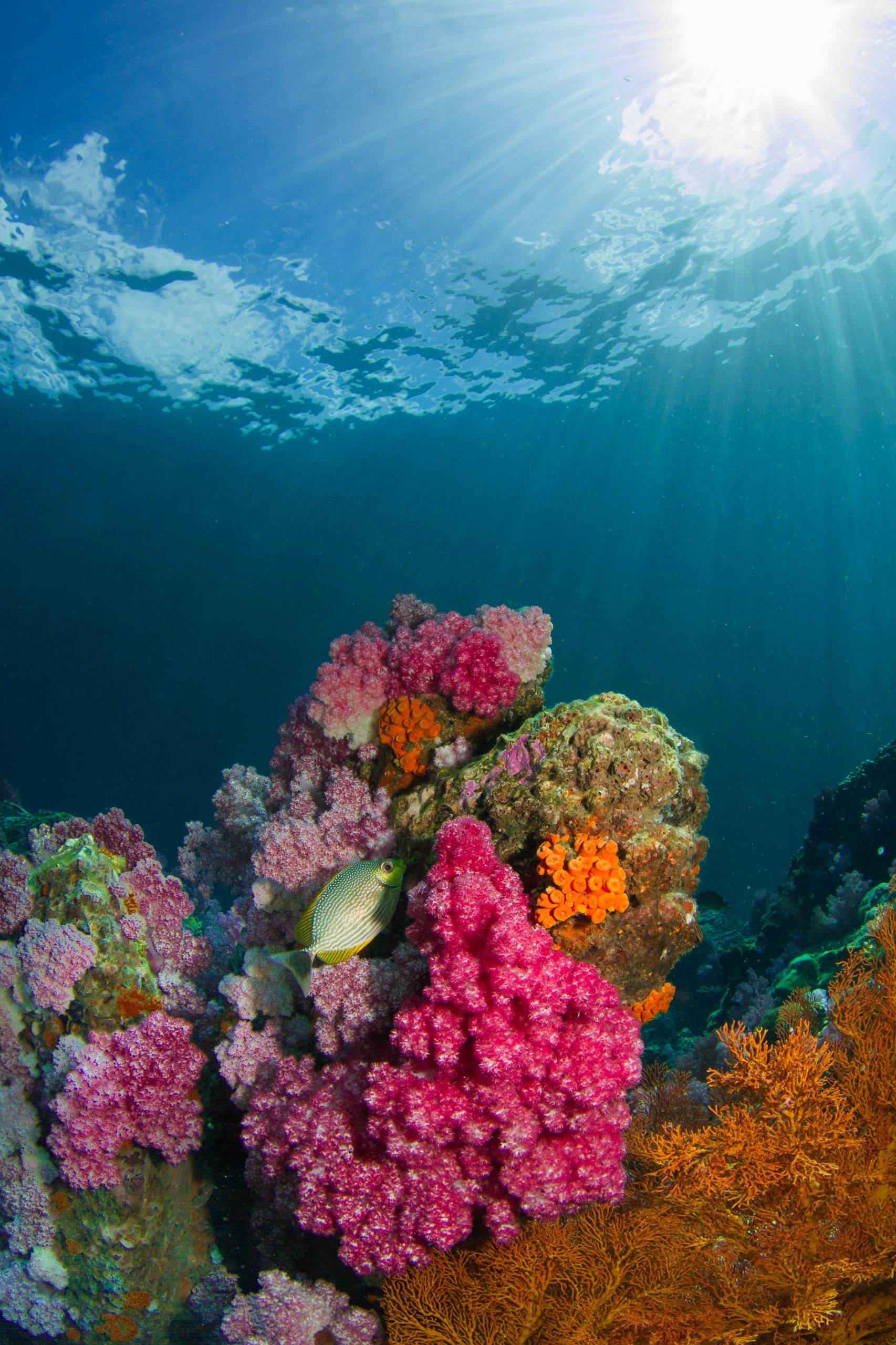 Coral reef in the Andaman Sea, Thailand