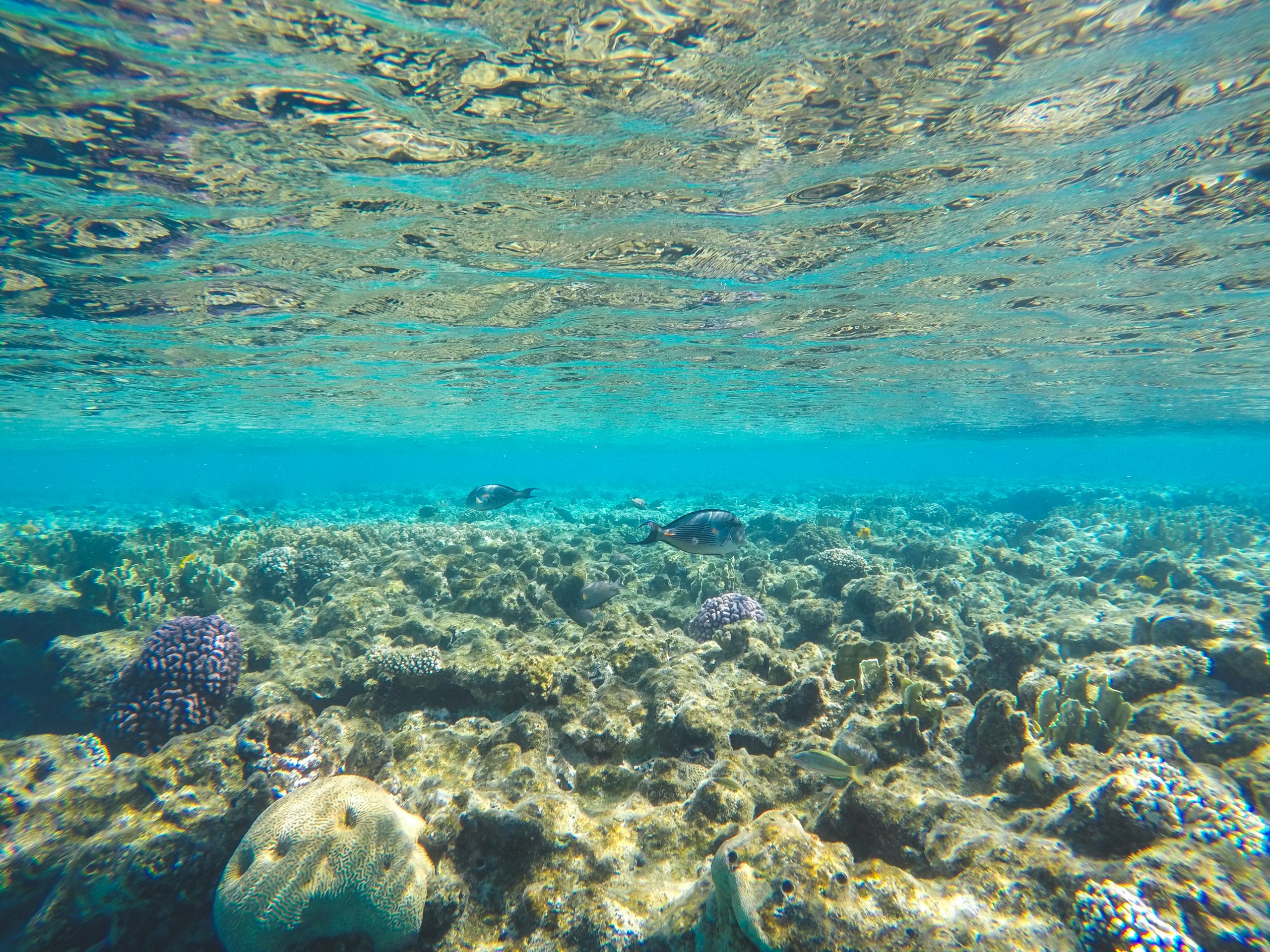 Snorkeler in clear water in the southern Red Sea, Egypt