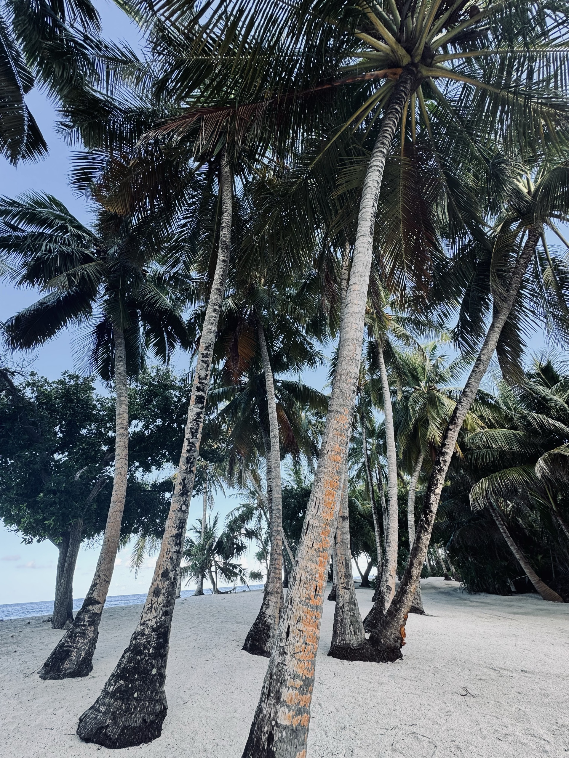 Coconut palm grove on a white sand beach, Fuvahmulah, Maldives