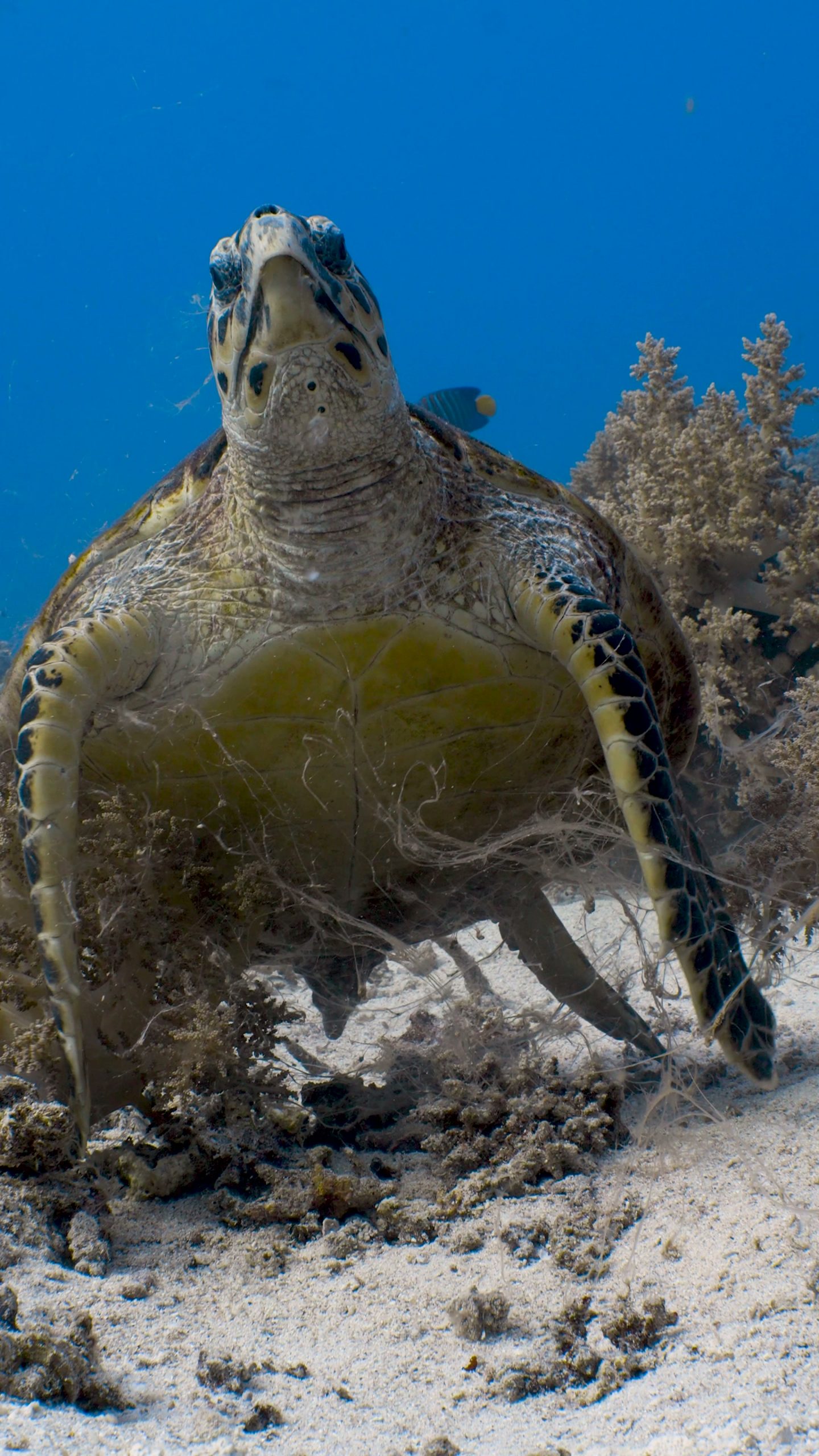 Hawksbill turtle on a reef in the Red Sea, Egypt