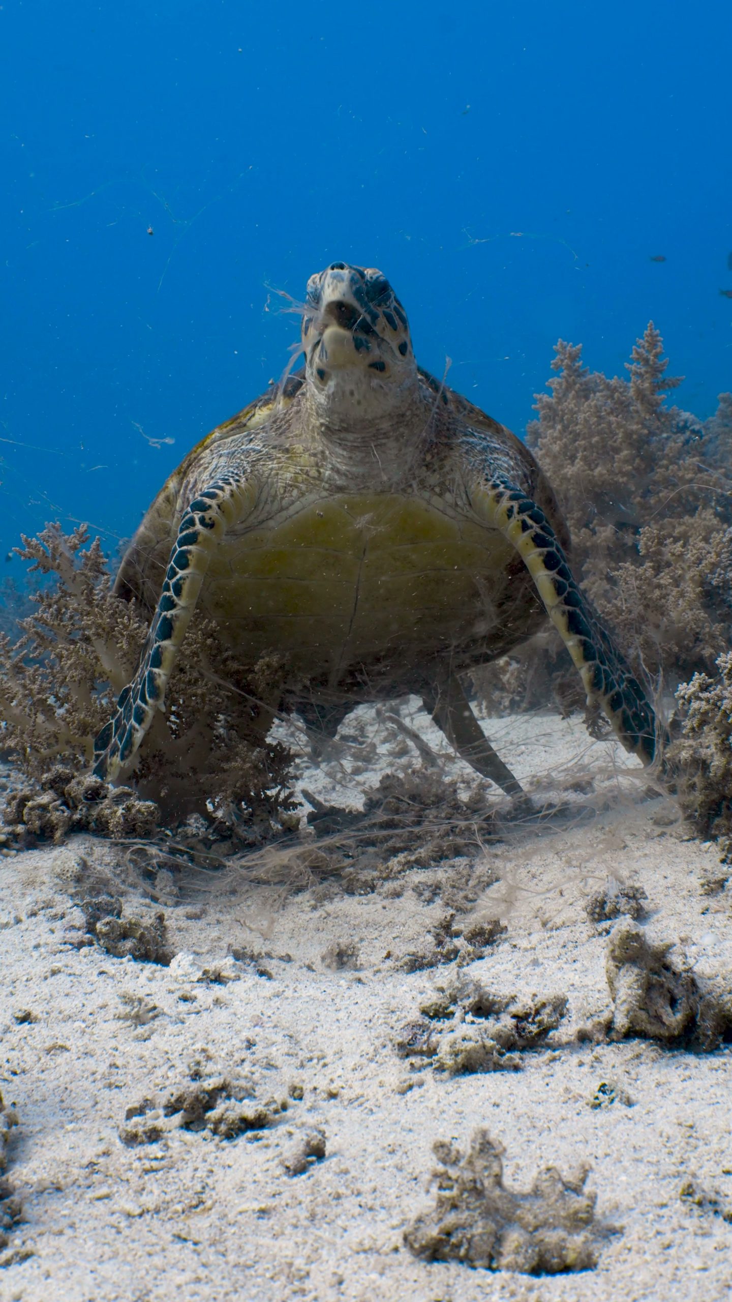 Hawksbill turtle on a reef in the Red Sea, Egypt