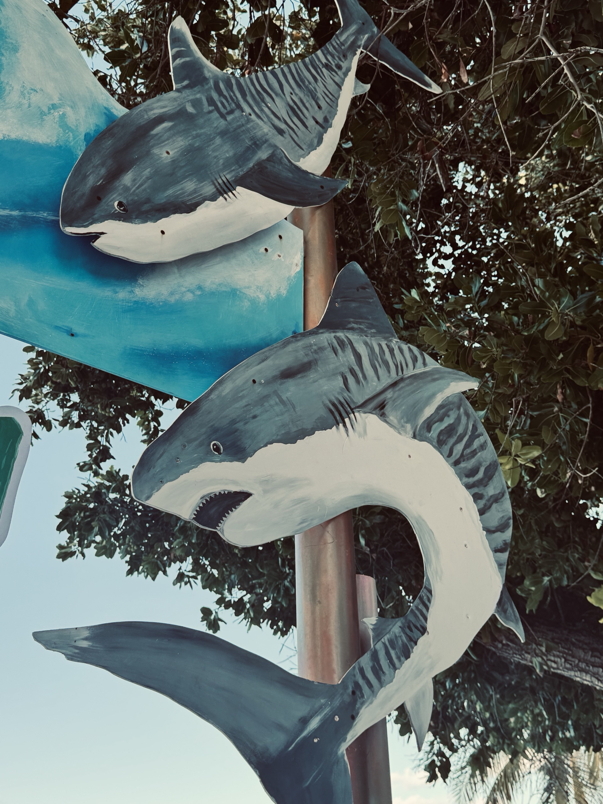 Painted tiger shark signs on a pole in Fuvahmulah, Maldives