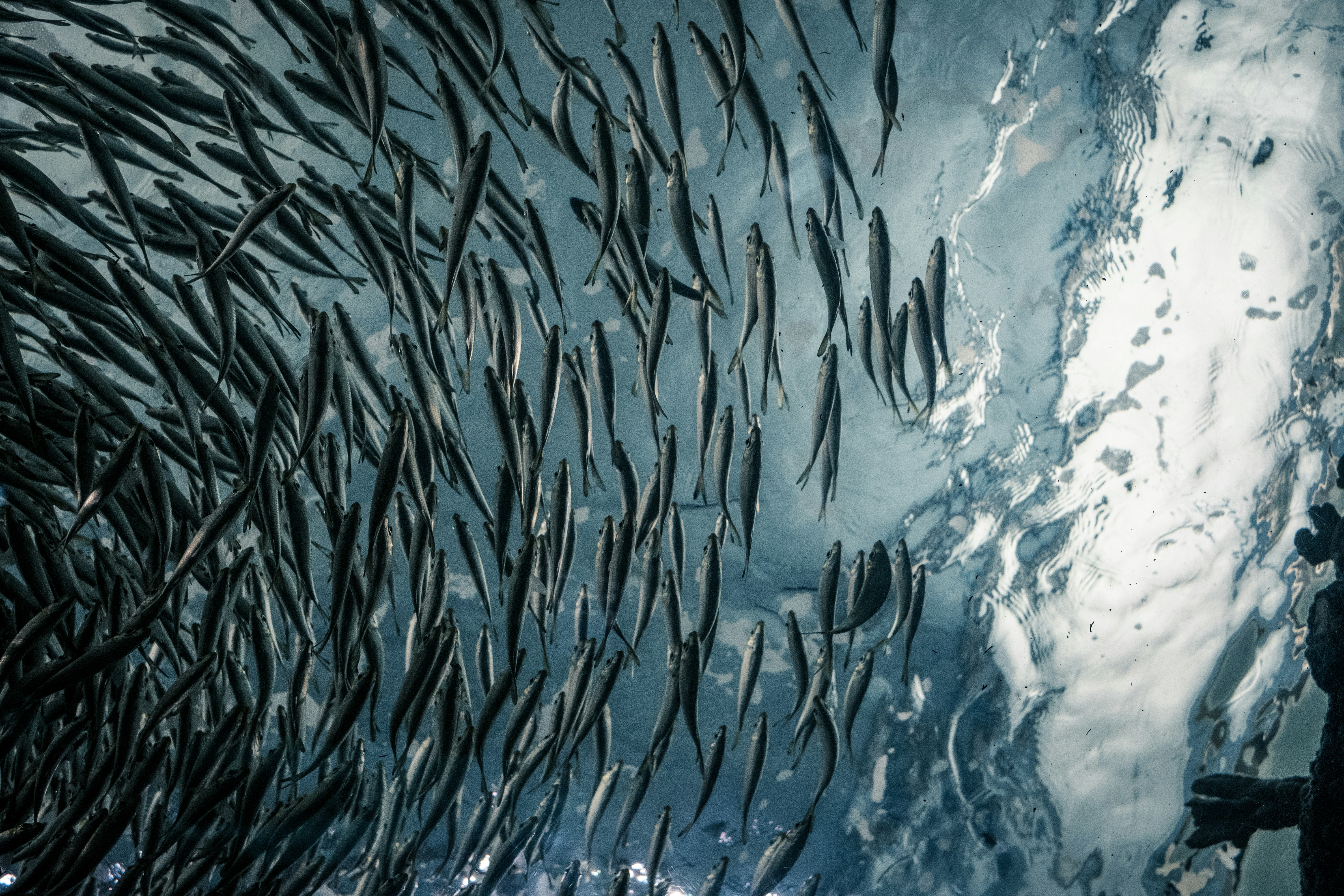Sardine run in Magdalena Bay, Mexico