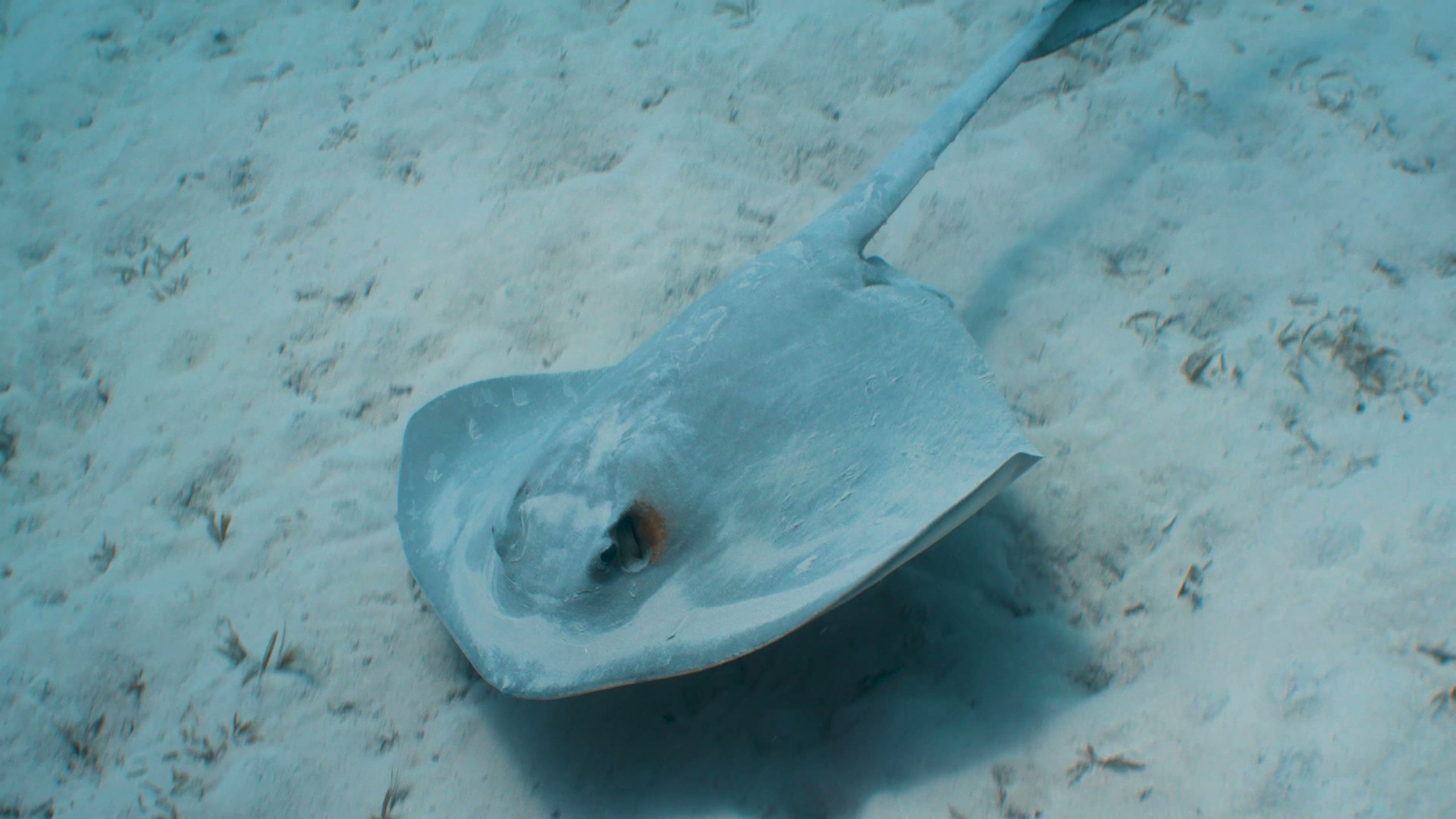 Stingray over a sandy seabed in the Red Sea, Egypt