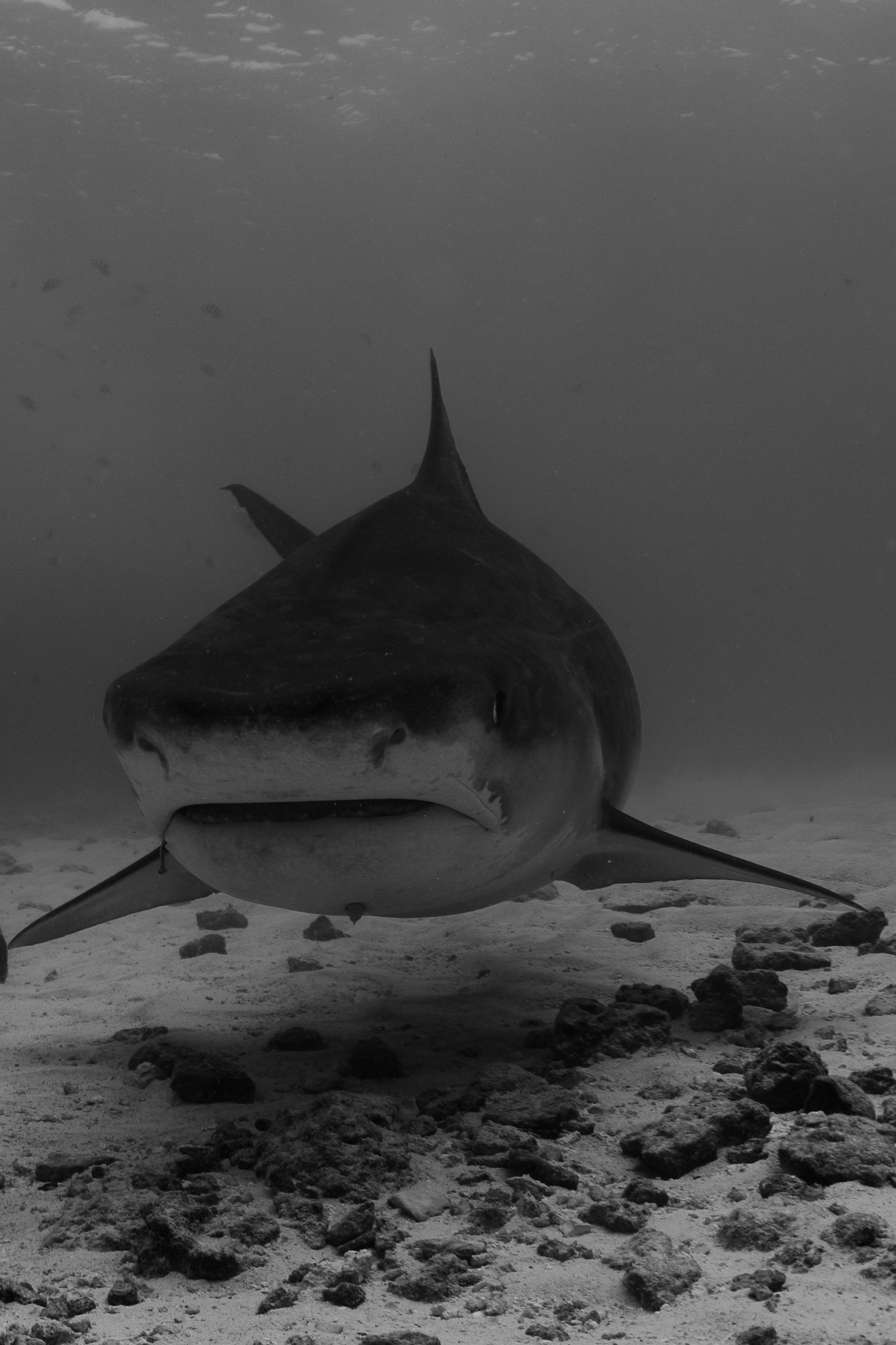 Black and white portrait of a tiger shark in Fuvahmulah, Maldives