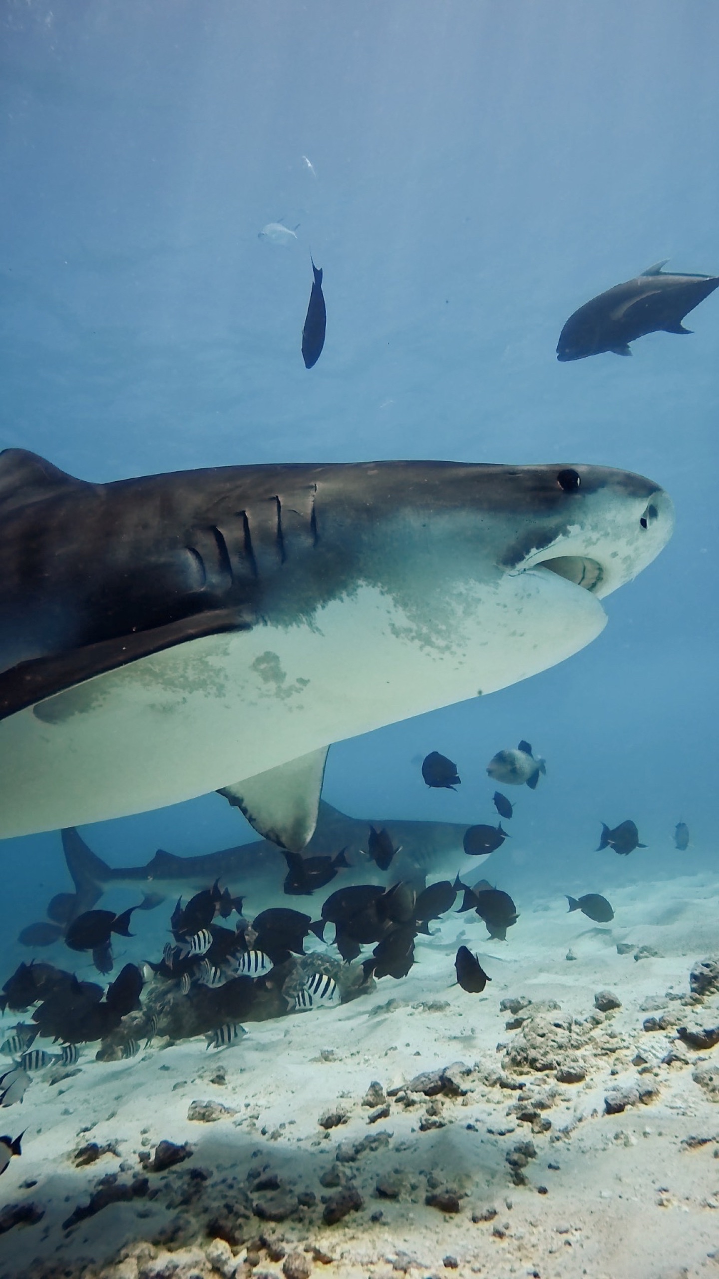 Close-up of a tiger shark's head with reef fish, Fuvahmulah, Maldives